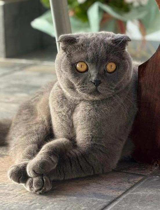 Fufi - Calle de Goya, Cubelles