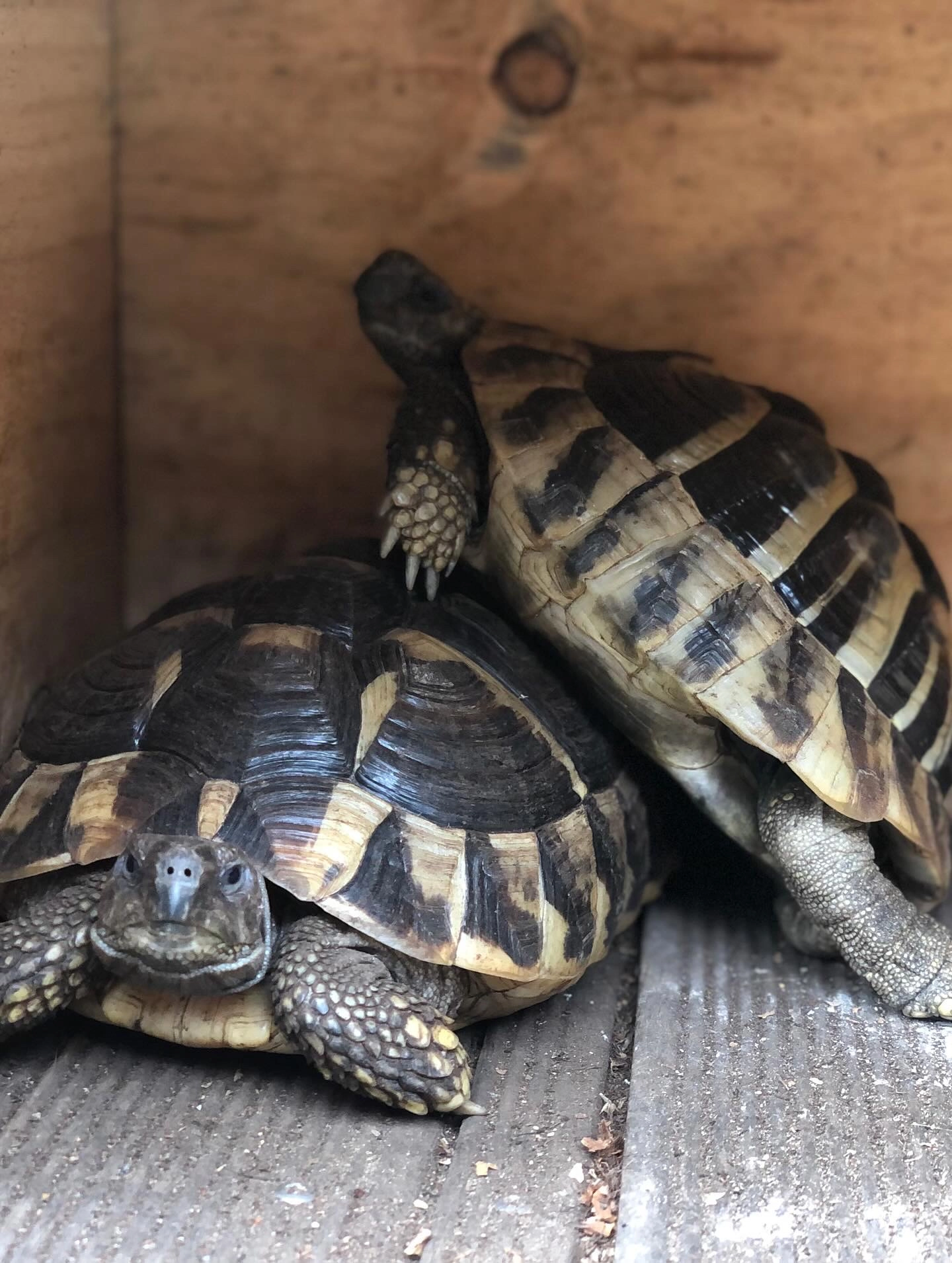 Clémentine et Bidule - Rue des Romains, Niederanven