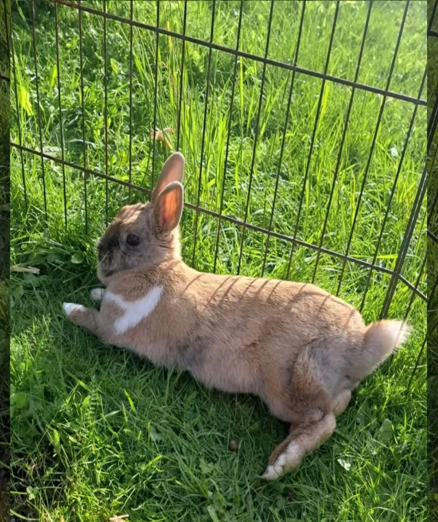 Biscuit  - SP10 2, Andover