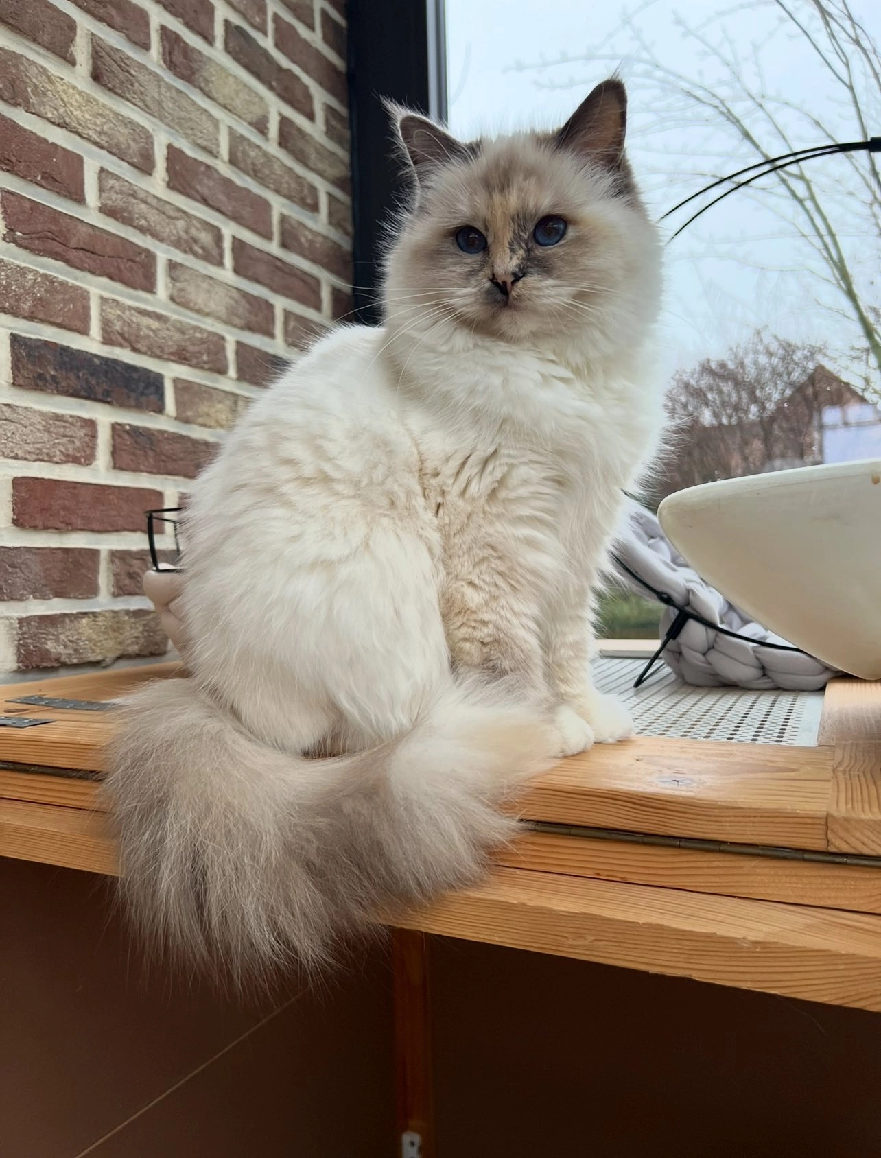 Violette - Rue Des Carrières, Brugelette