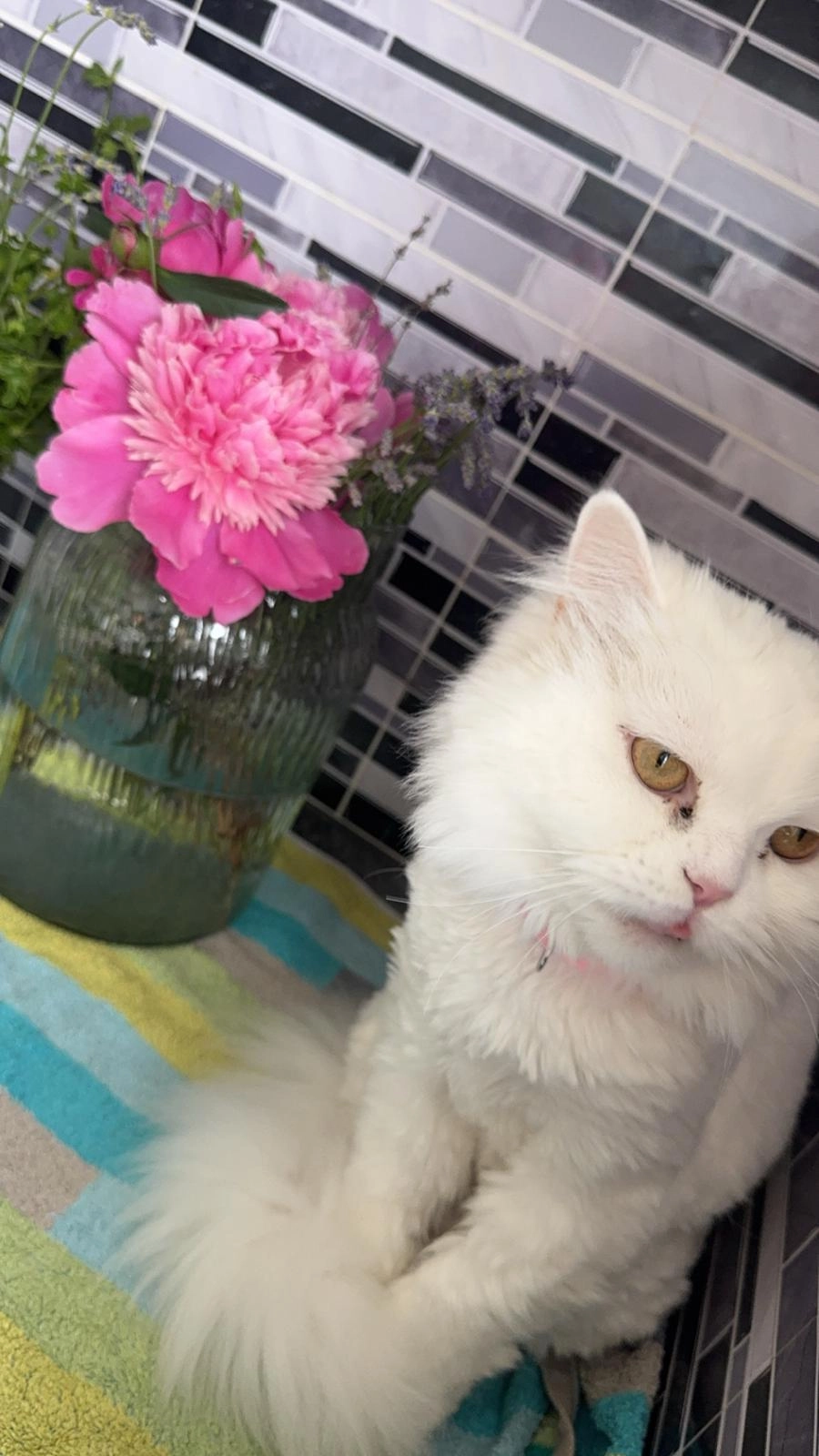 Snowy - Eschenweg, Göttingen