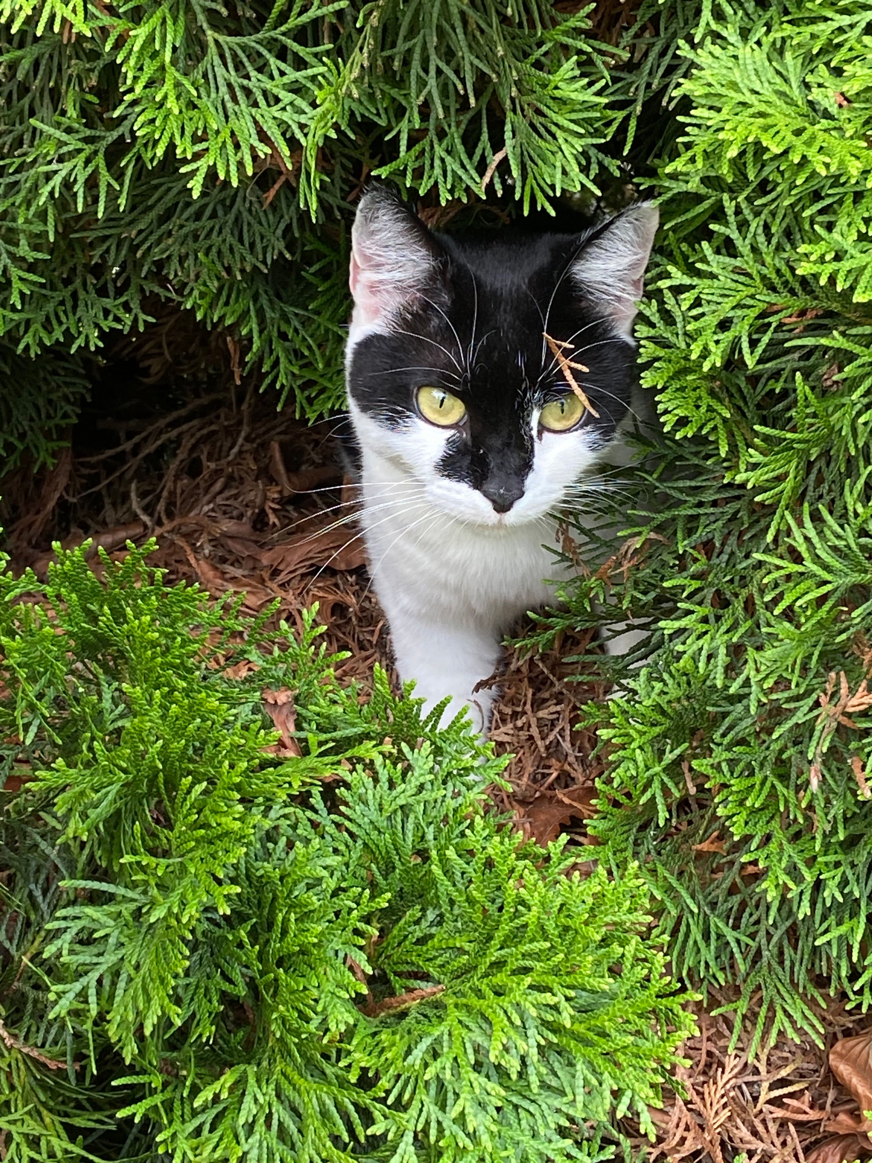 Samy  - Nähe Marktplatz Wertingen , Wertingen