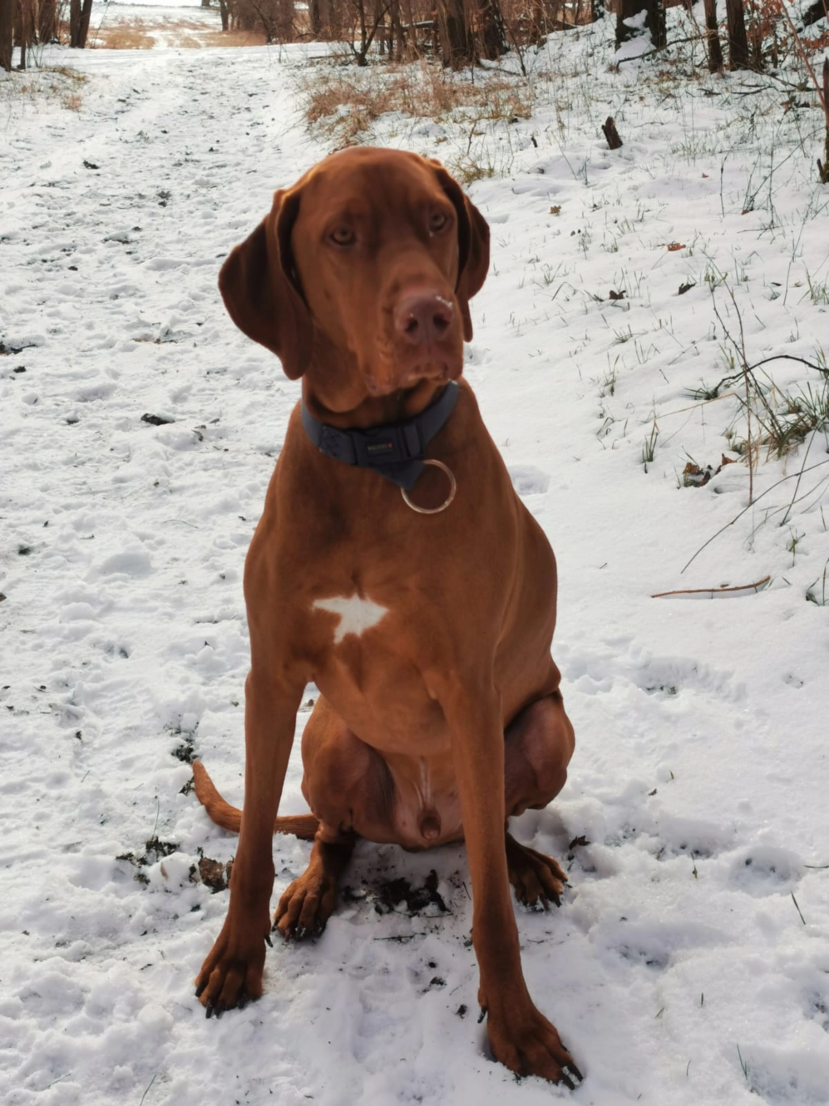 Cookie  - Meseberger Weg, Gransee
