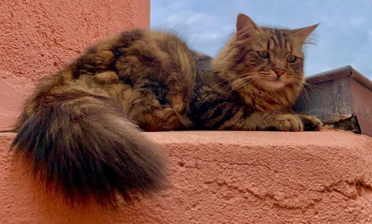 WAVY - 44 Rue Saint-Bonaventure, Cholet