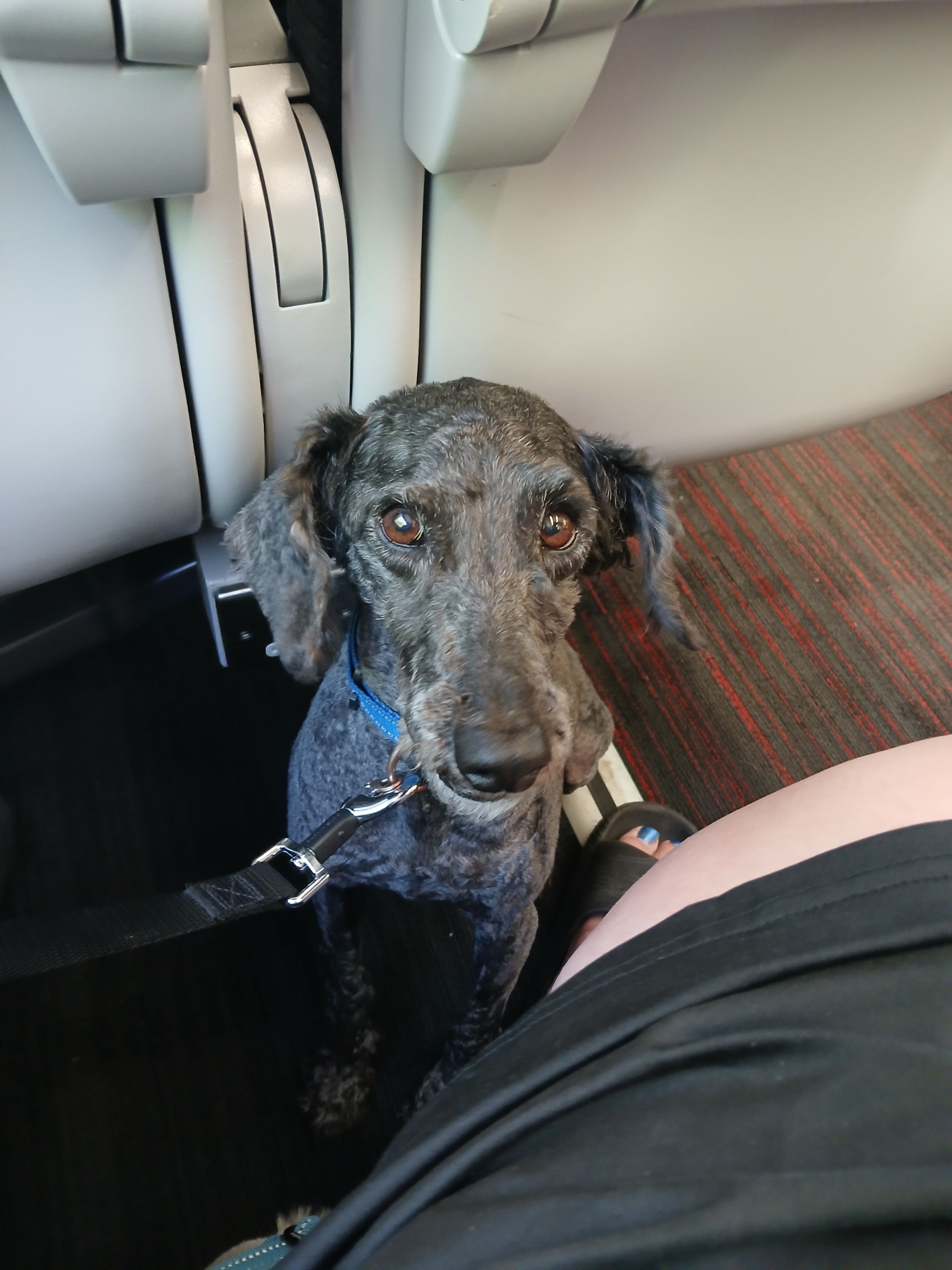 Toby - Rhyl Coast Road, Rhyl