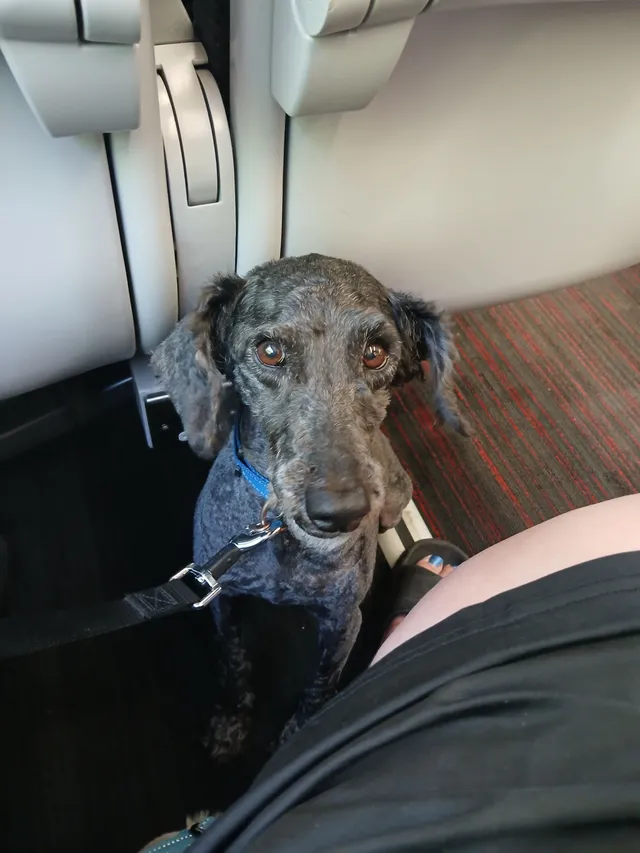 Toby - Rhyl Coast Road, Rhyl