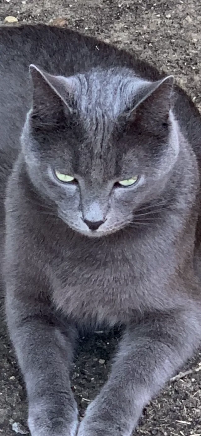Smokey - 1670 Waterford Dr, Lewisville