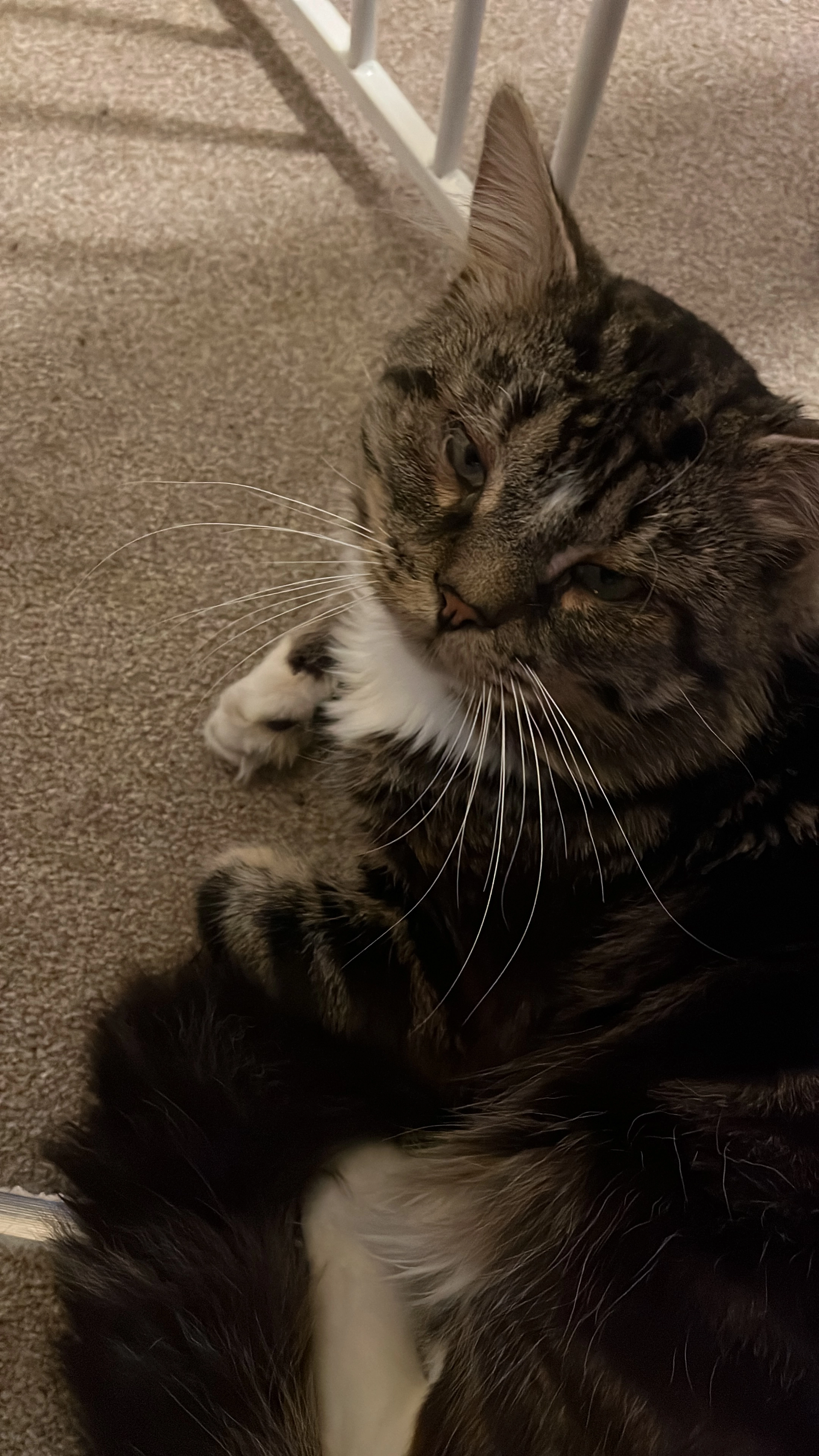 Teddy - Laurence Close, Colchester