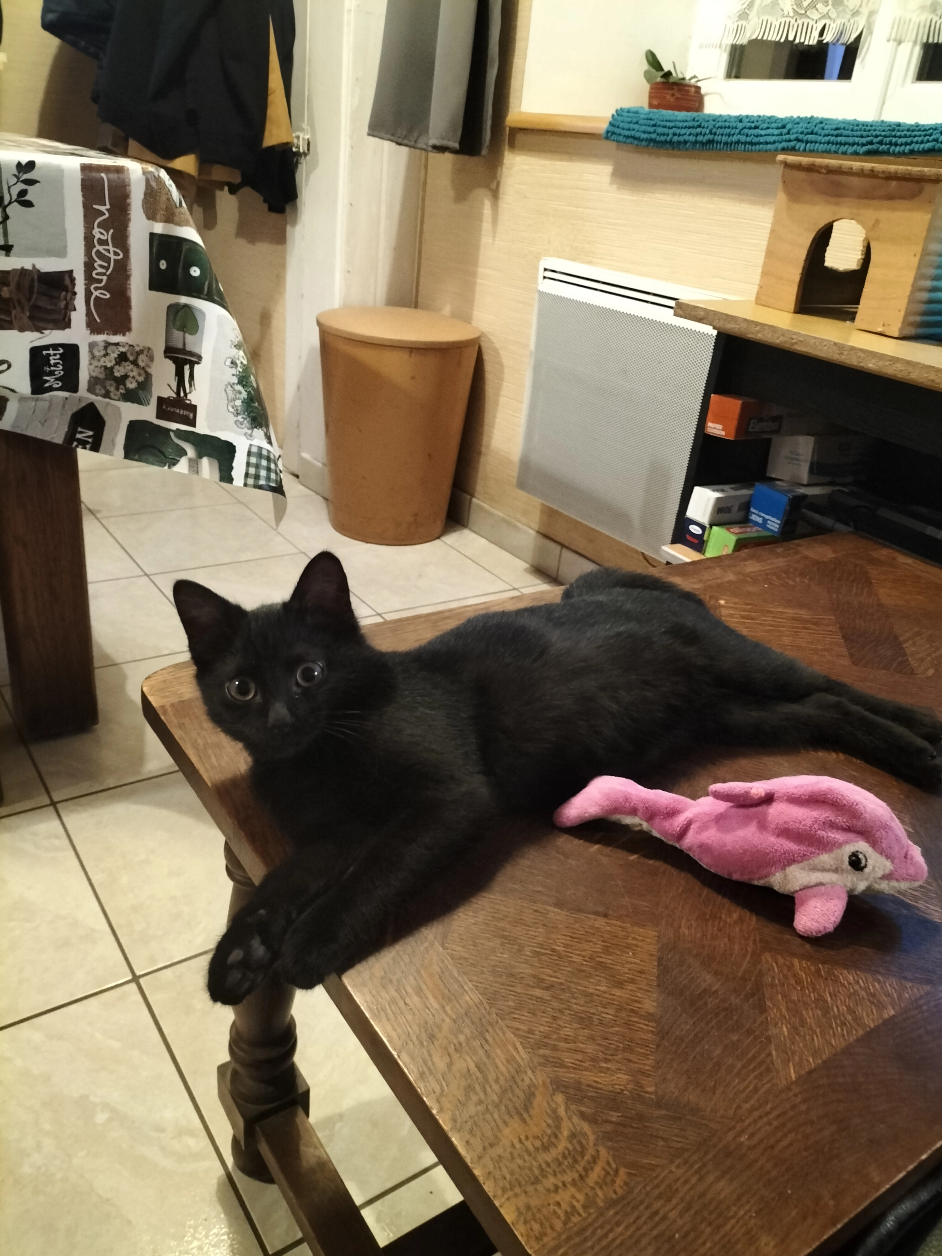 Emma - 39 rue brette, Falaise