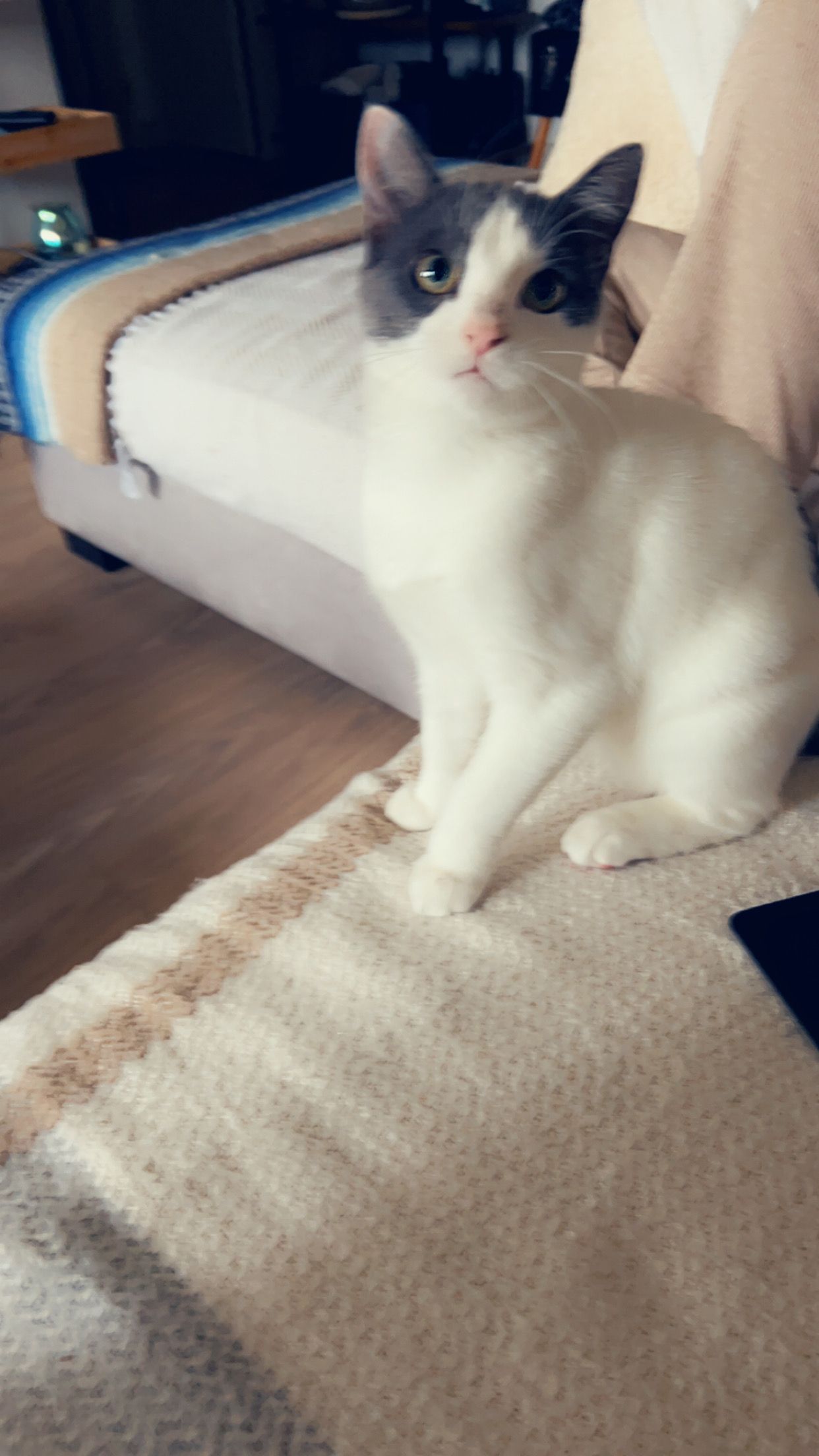 Lily - Allée Le Pautre, Le Vaudreuil