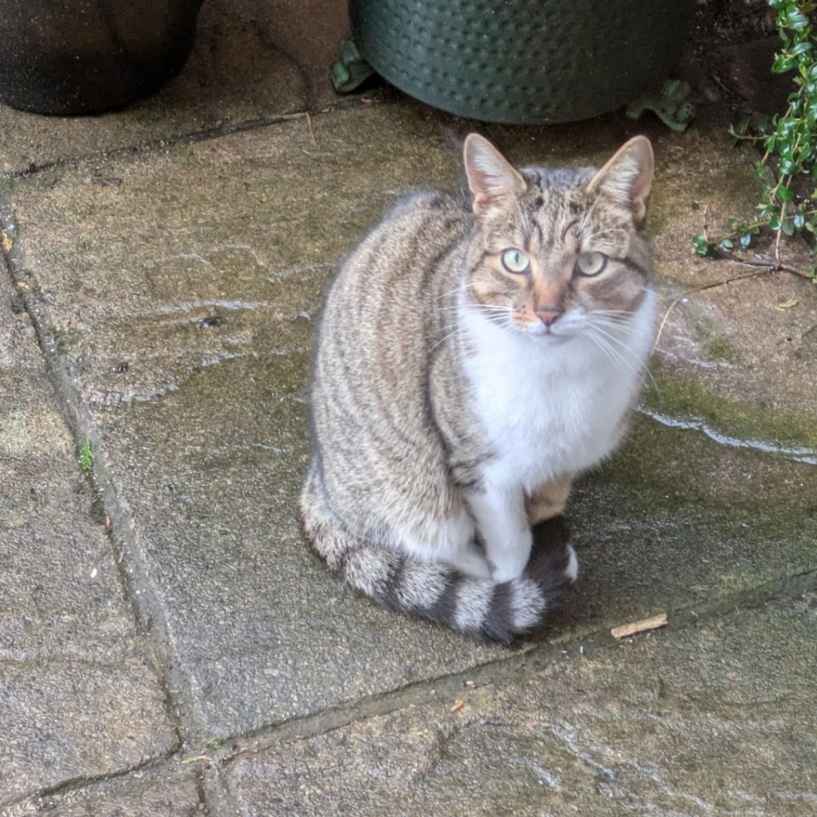 Misha - Thirlestane Road, Edinburgh