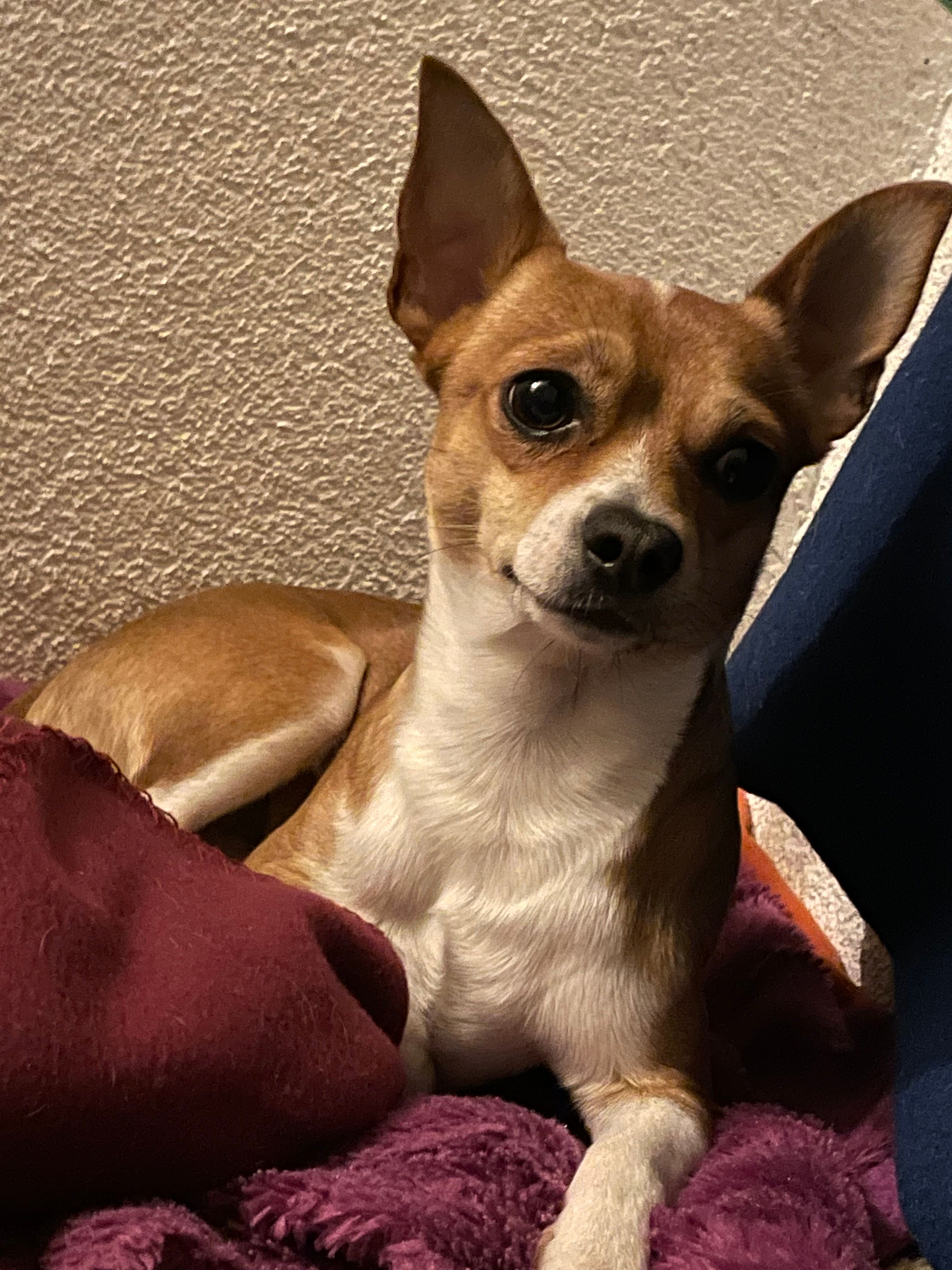 Kanelo - Autoroute Verte, Savigny-en-Revermont