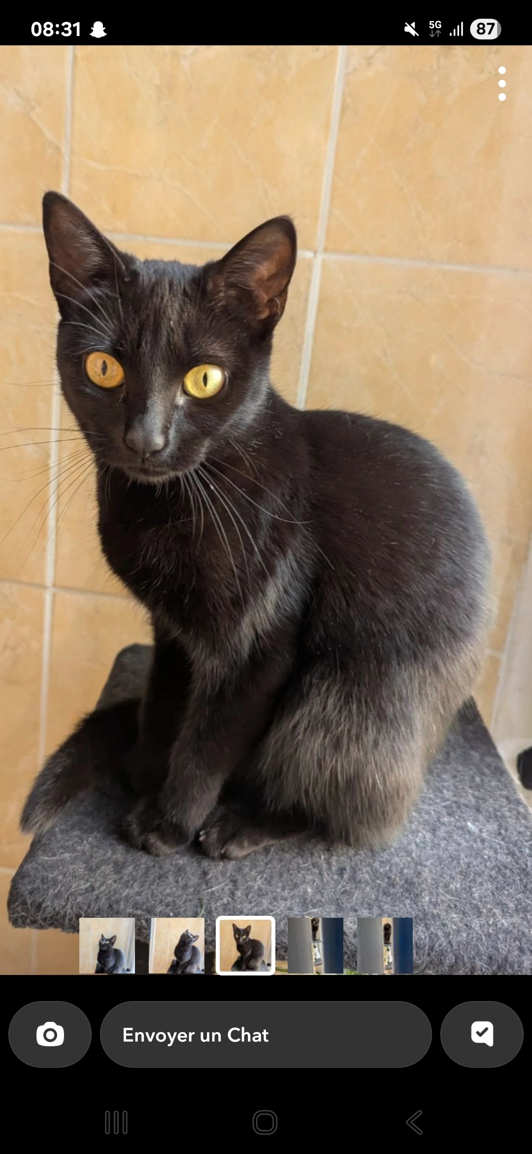 Miku - Rue des Chats, Brebières