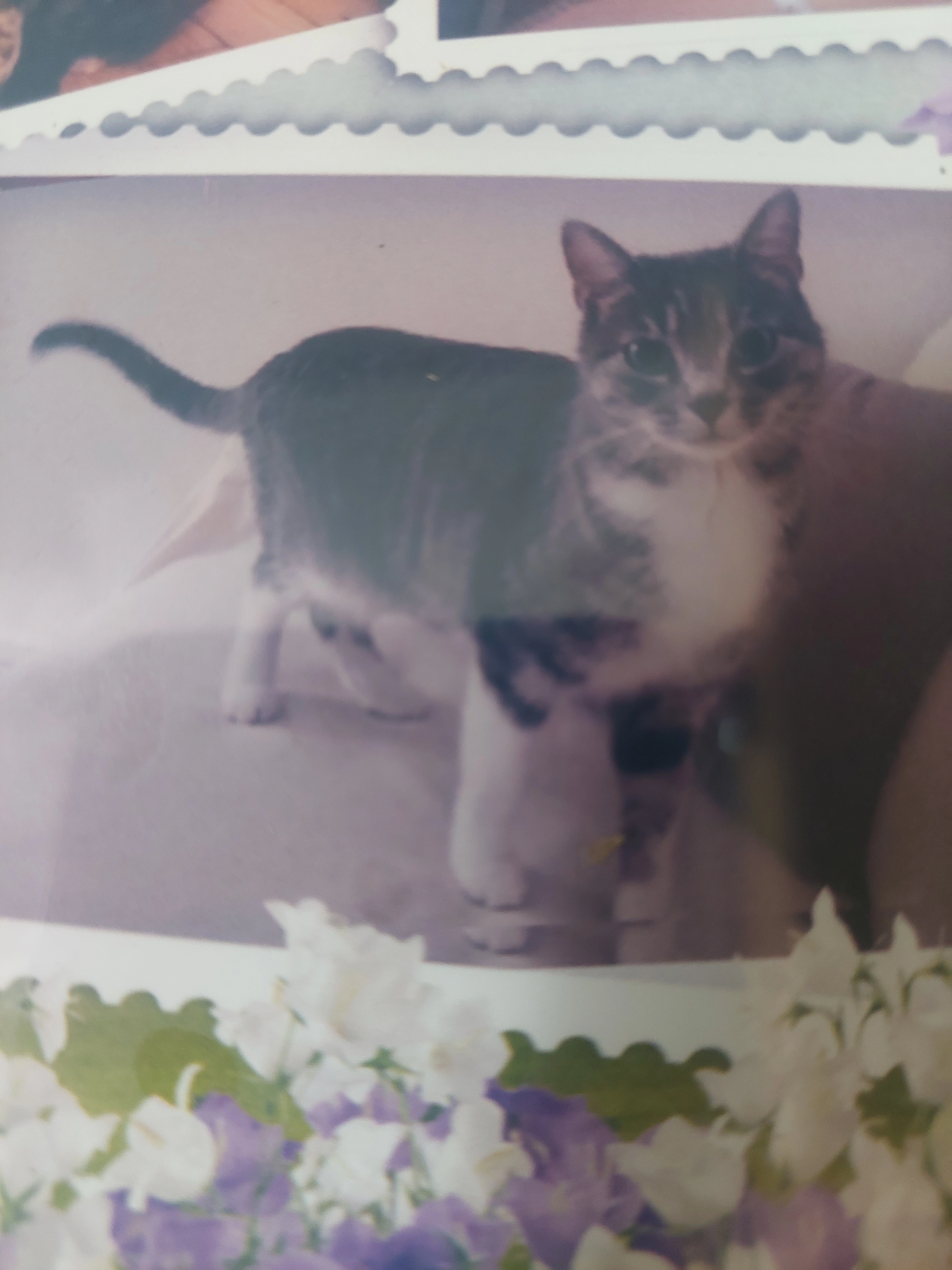 Lilou  - Rue de la Vaure, Boisset-Saint-Priest