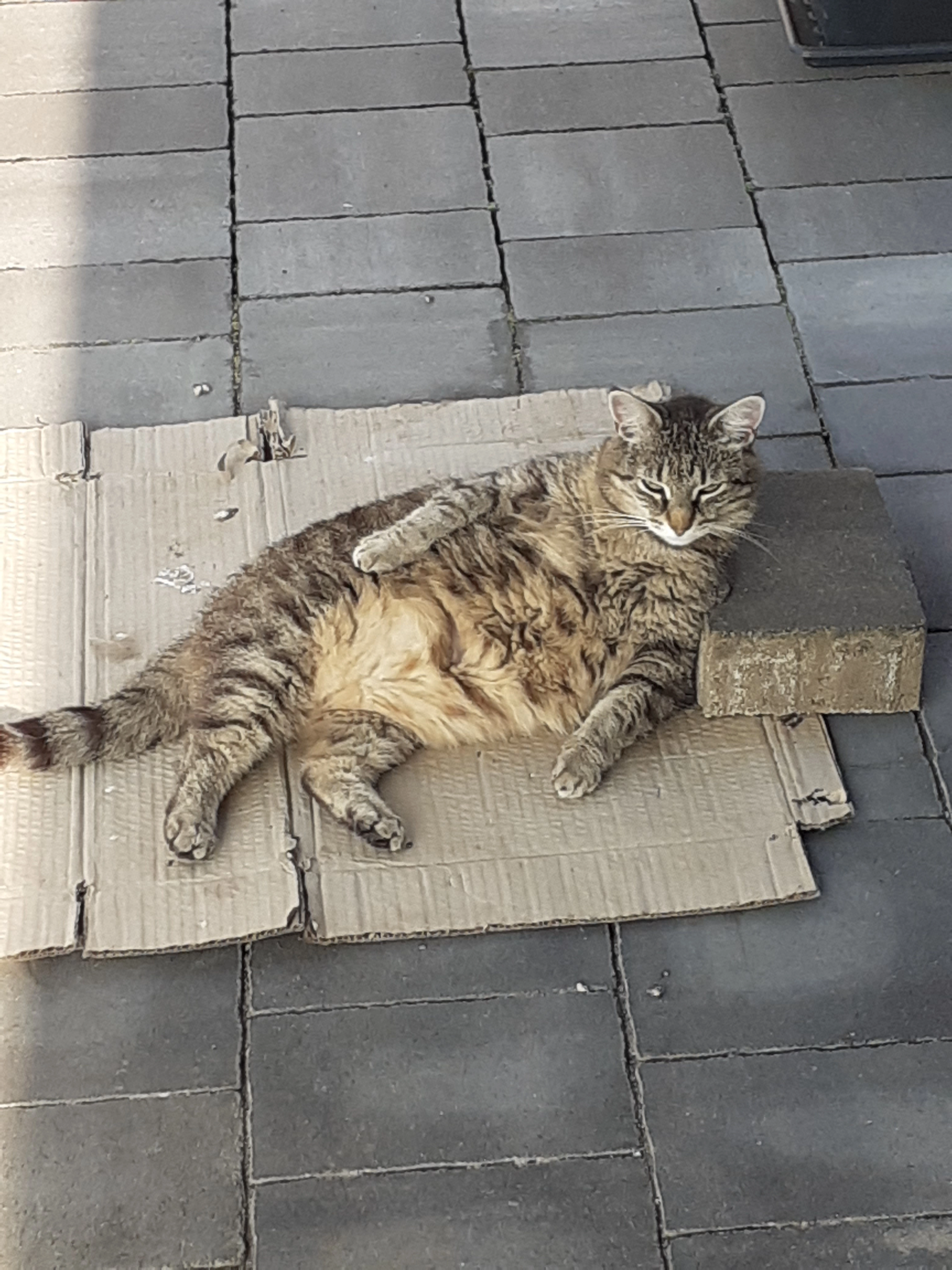 Angie  - Sauerbrunnstraße 9, Großsulz, Kalsdorf bei Graz