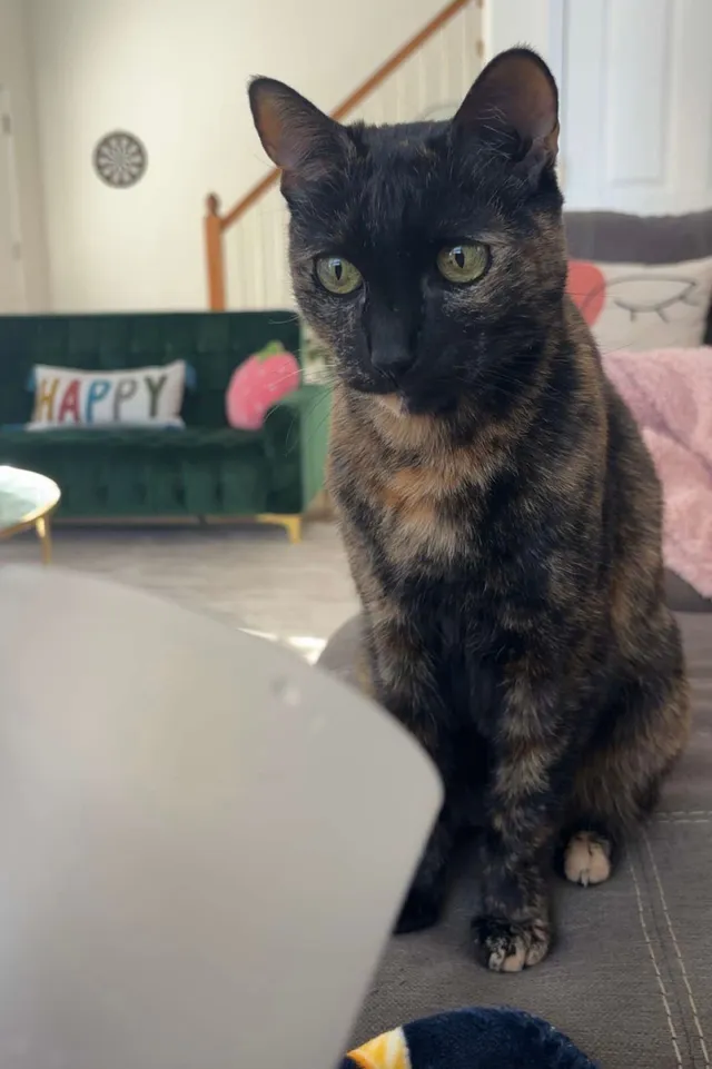 kitty  - 127 Stratford Rd, Greenville