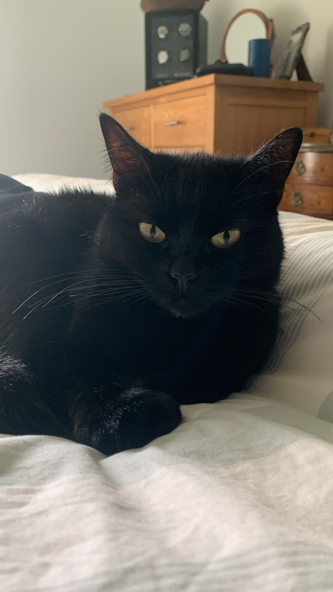 Luna - Durston, Taunton