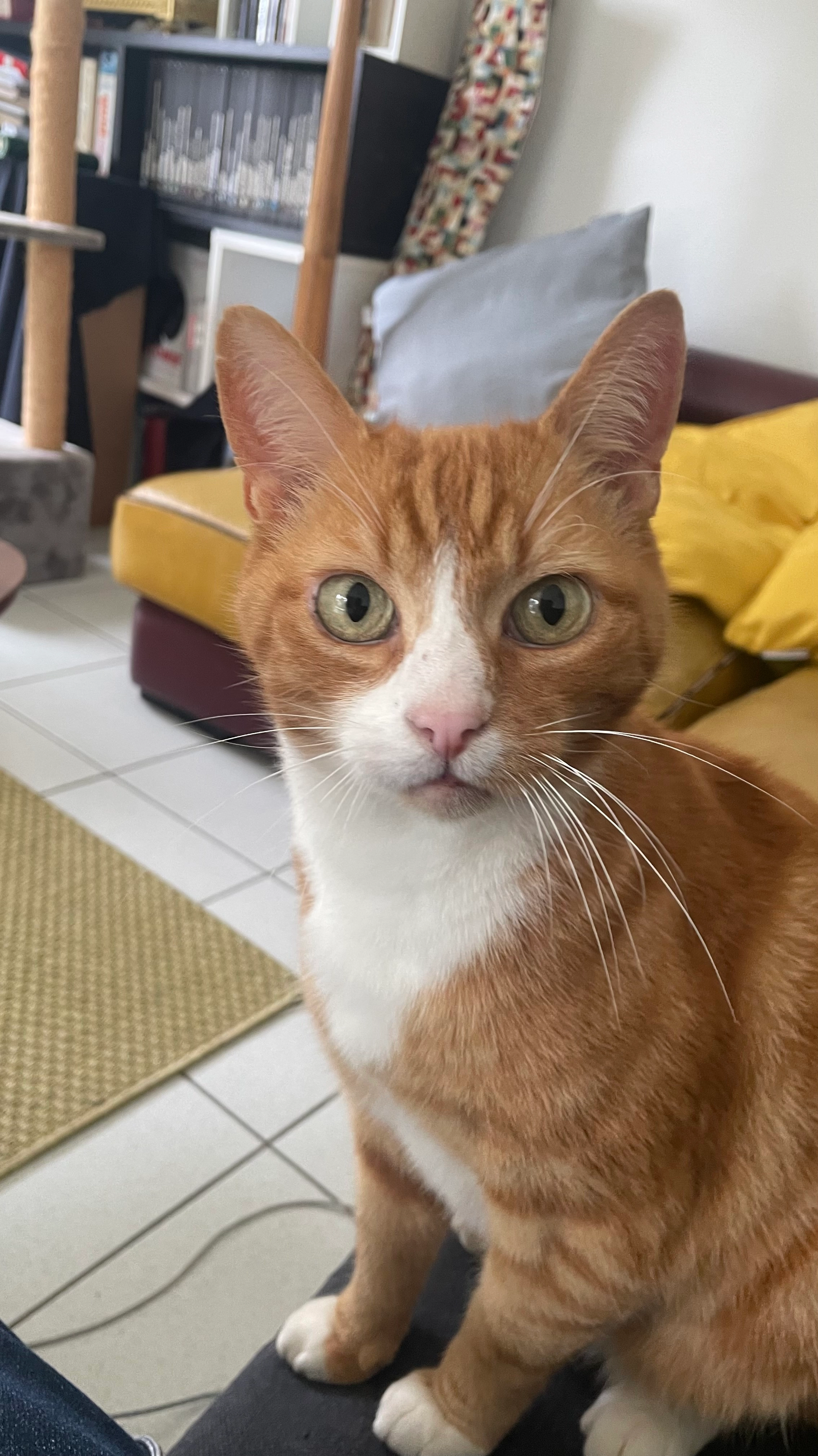 Pamplemousse  - 13 Rue de la Thomassaie, Bruz