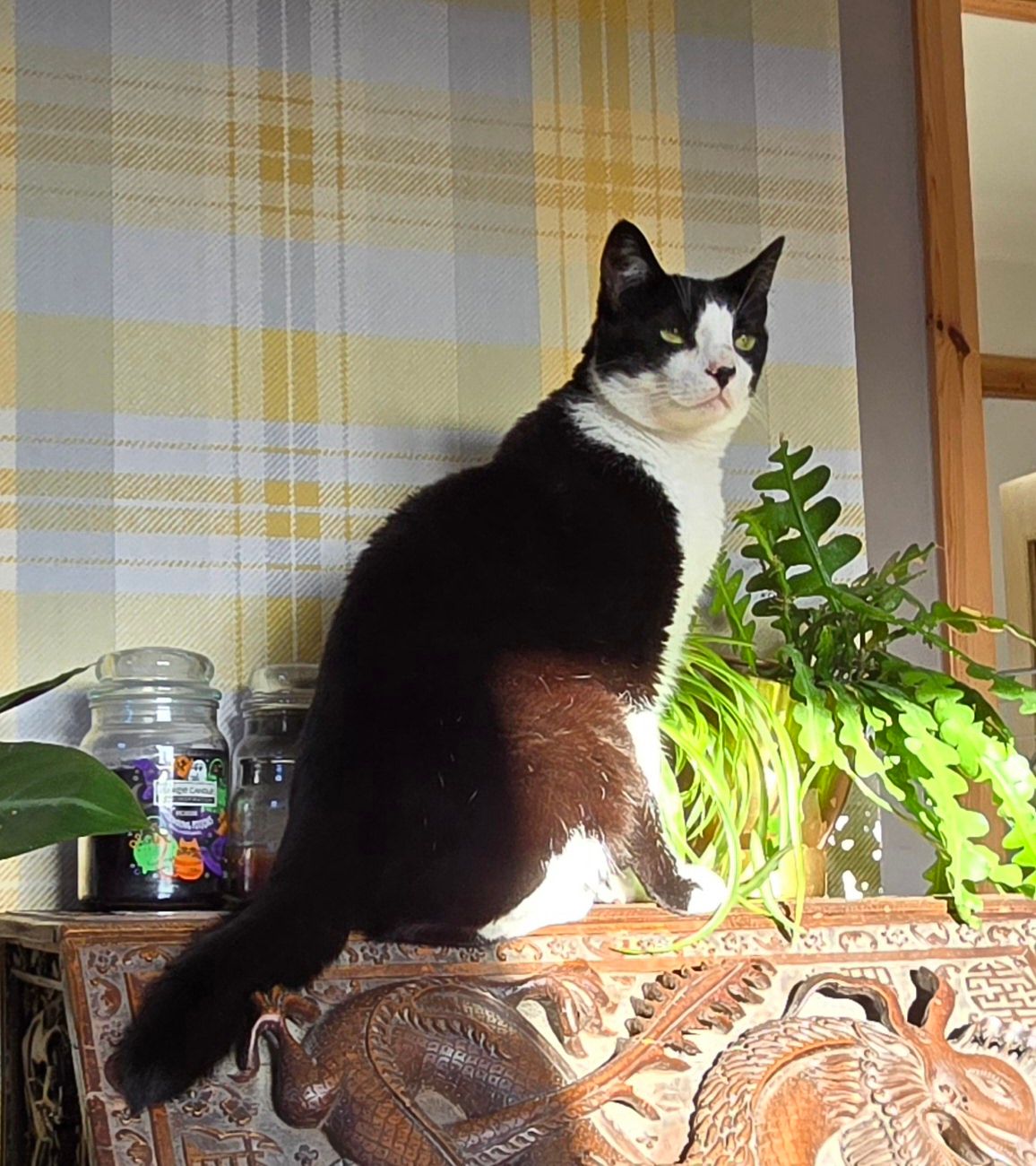 Ozzy - Golf View Road, Inverness