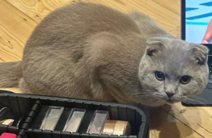 Coco - Sandford Road, Bromley