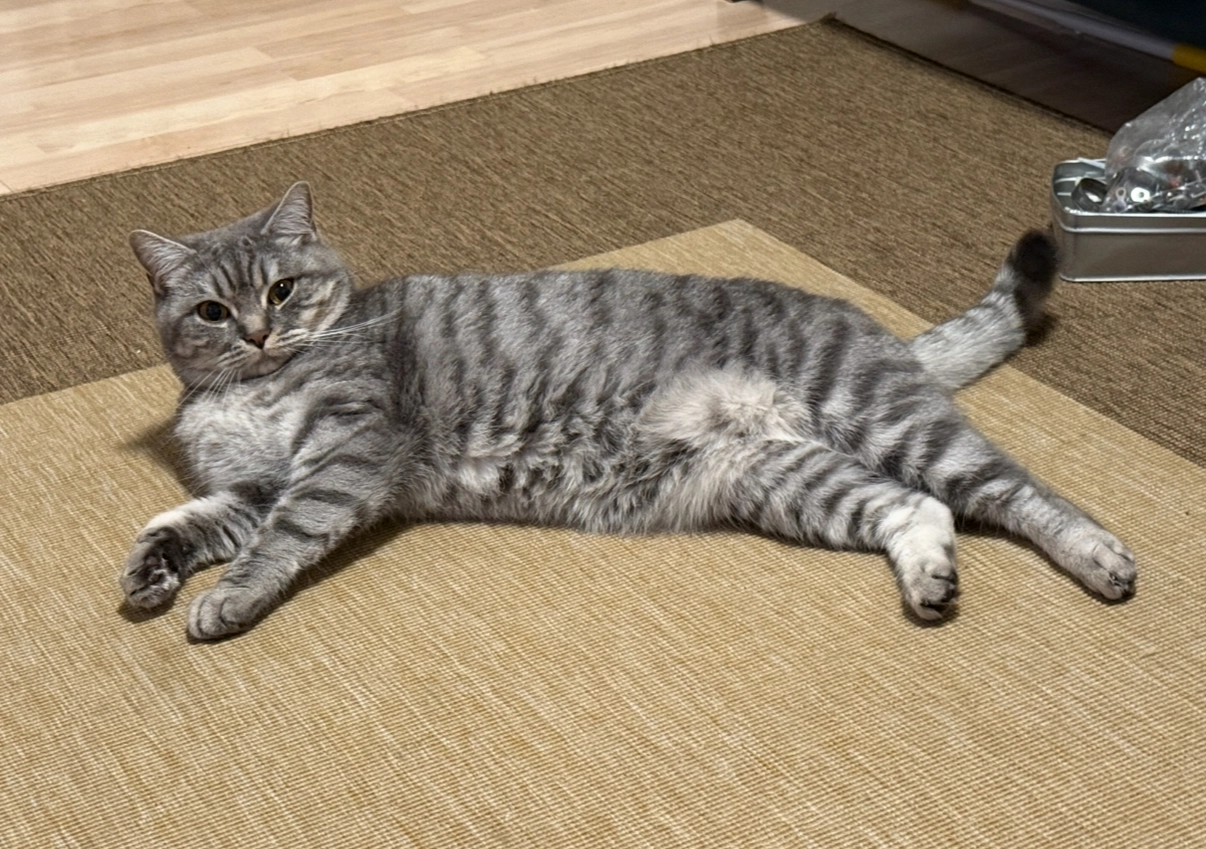 Hayal - Cyriaksring, Braunschweig