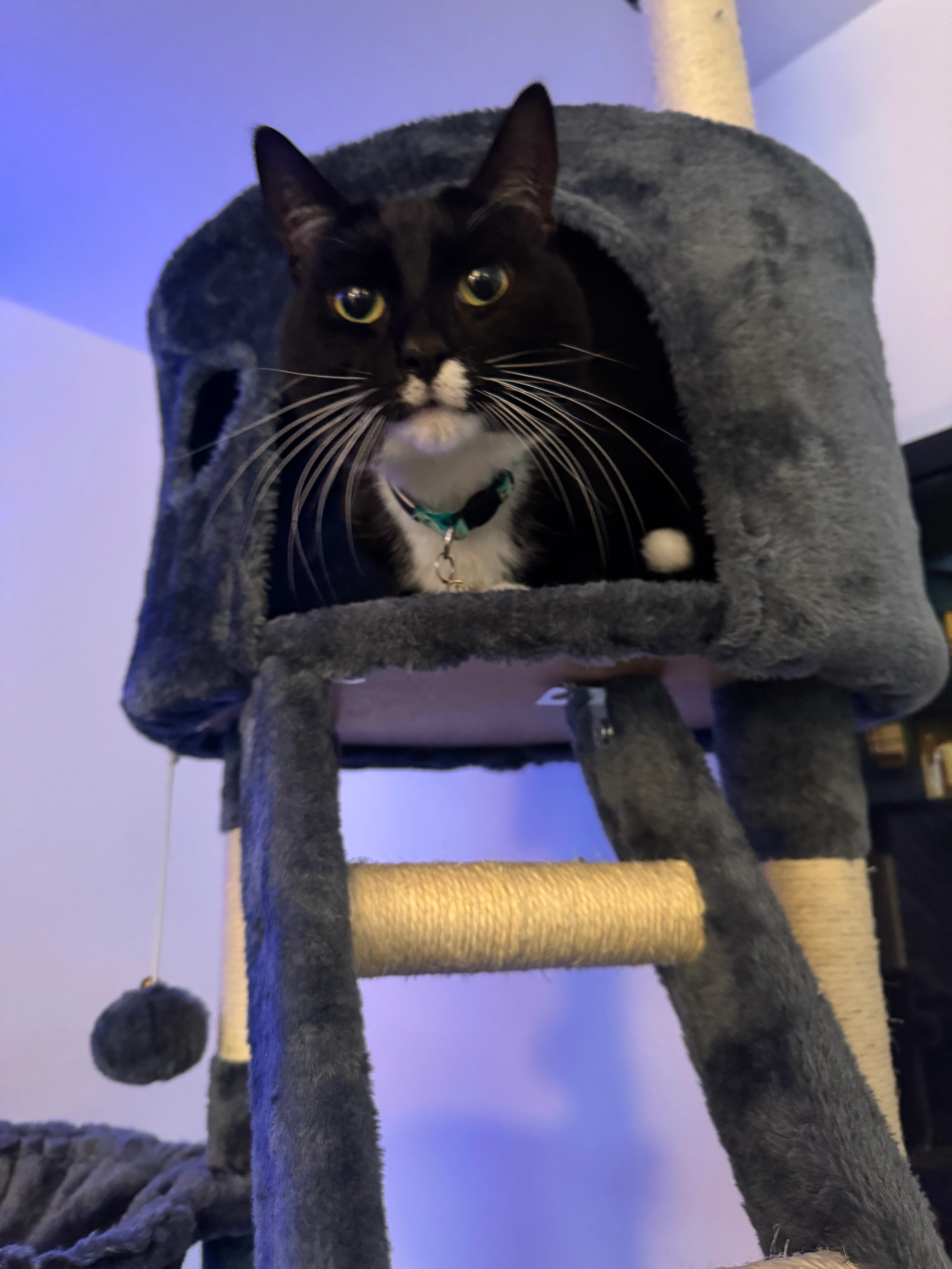 Cosmo - Fletcher Road, Bristol