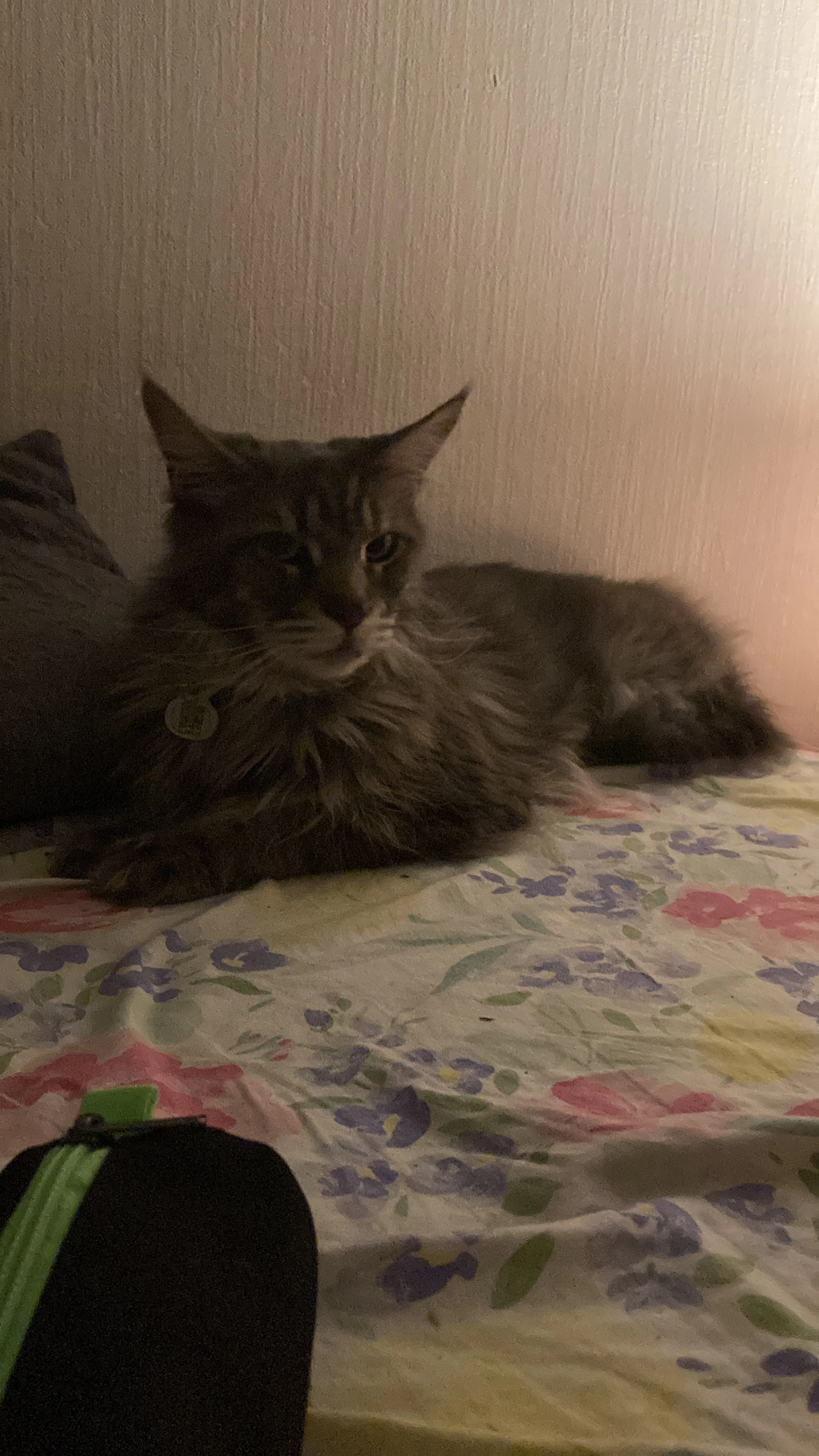 Napoleon  - 175 Rue de Bourgogne, Orléans