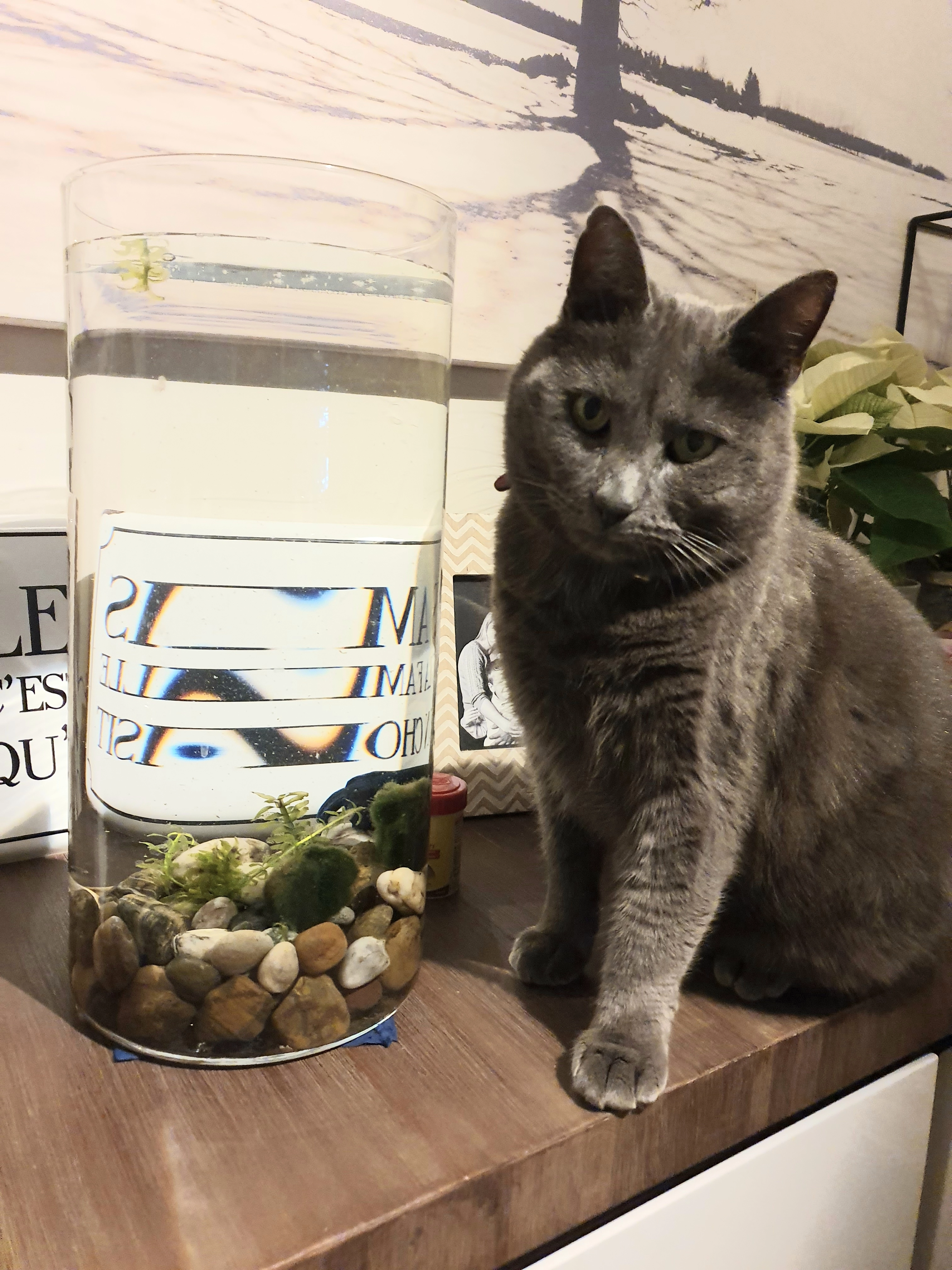 Toulouse  - Rue De Spechbach, Galfingue