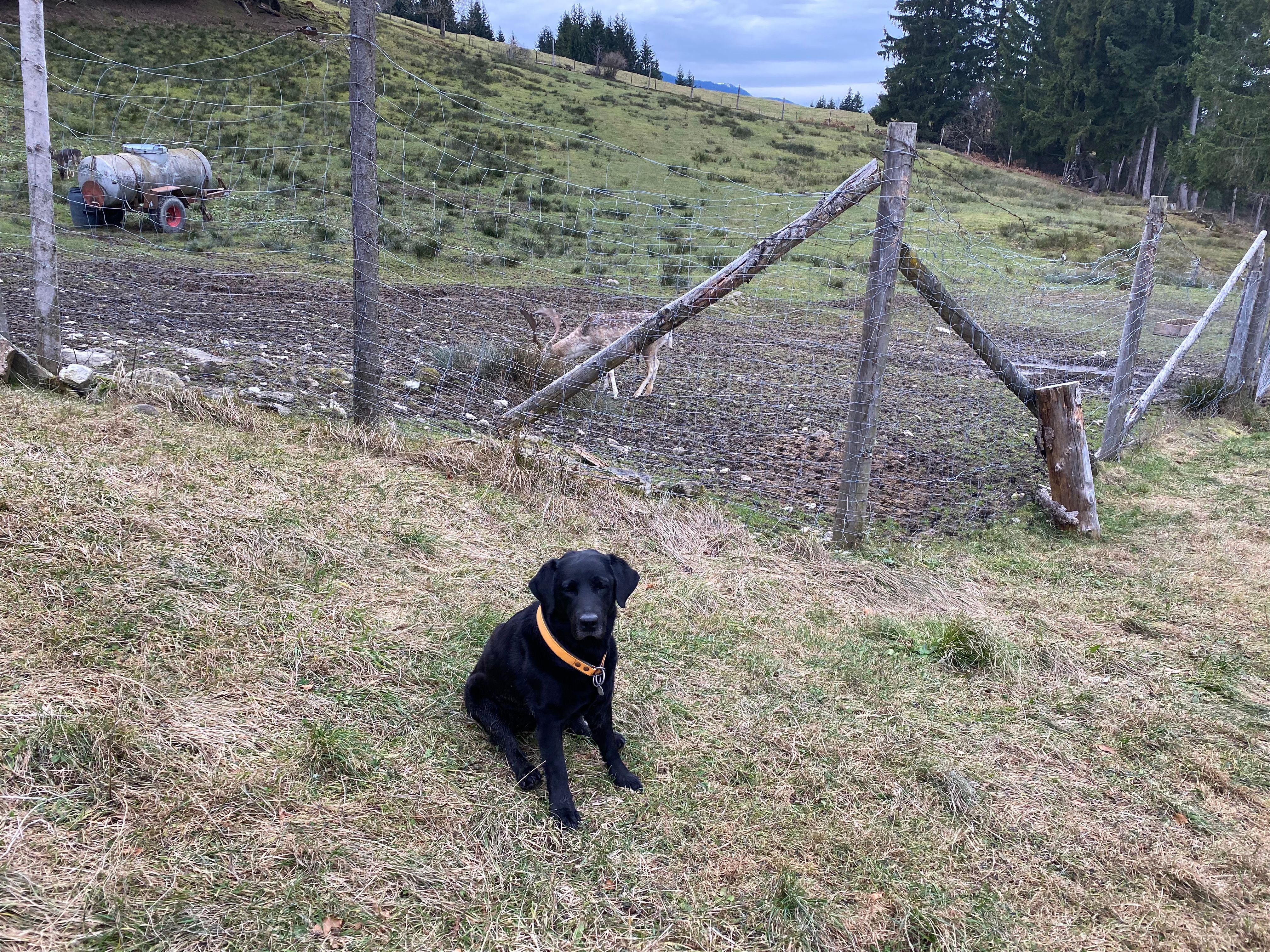 Emma  - Kellerwiese, Tutzing