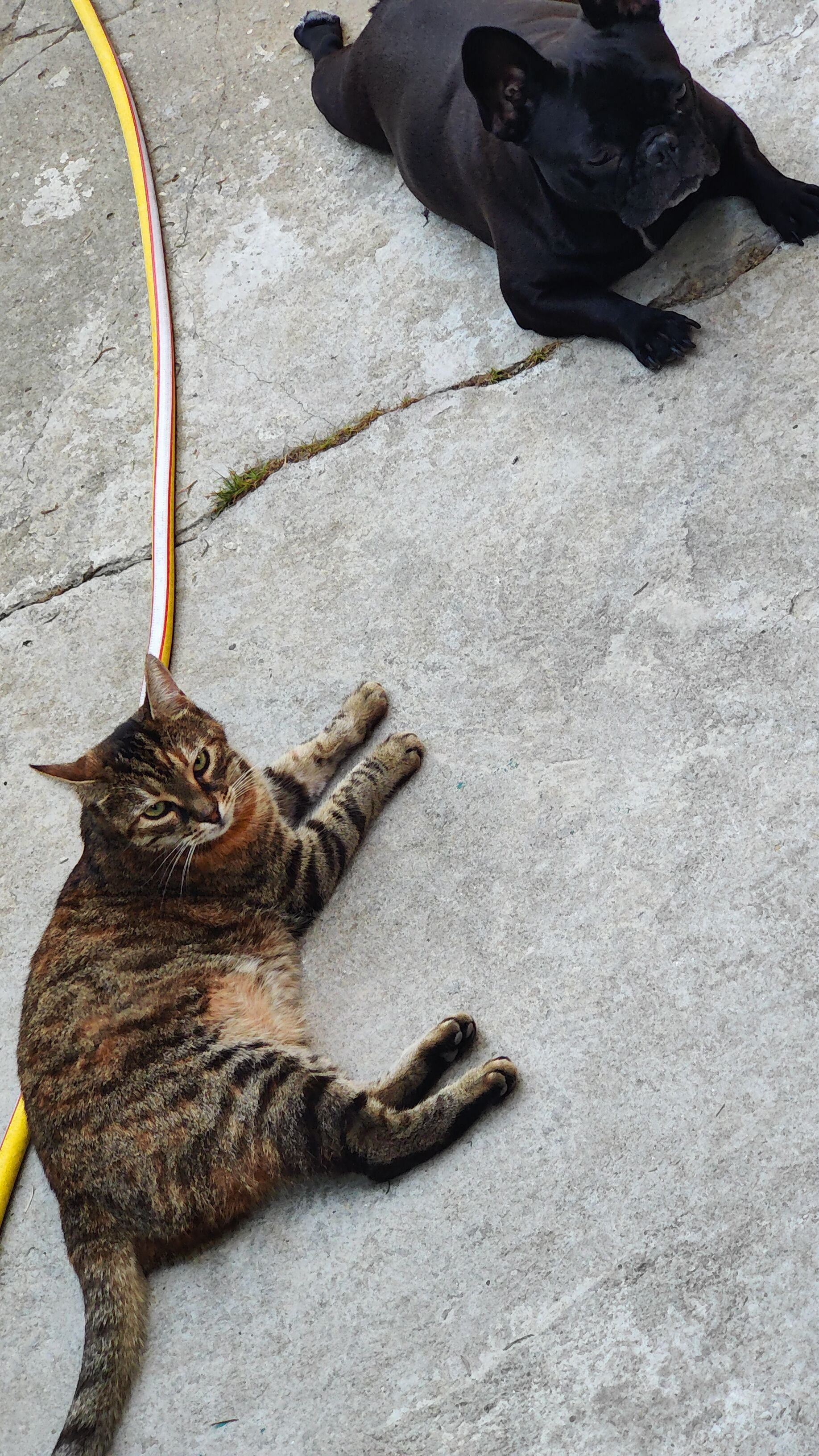 Mami - Strada Dumitru Iorgulescu, Bucharest