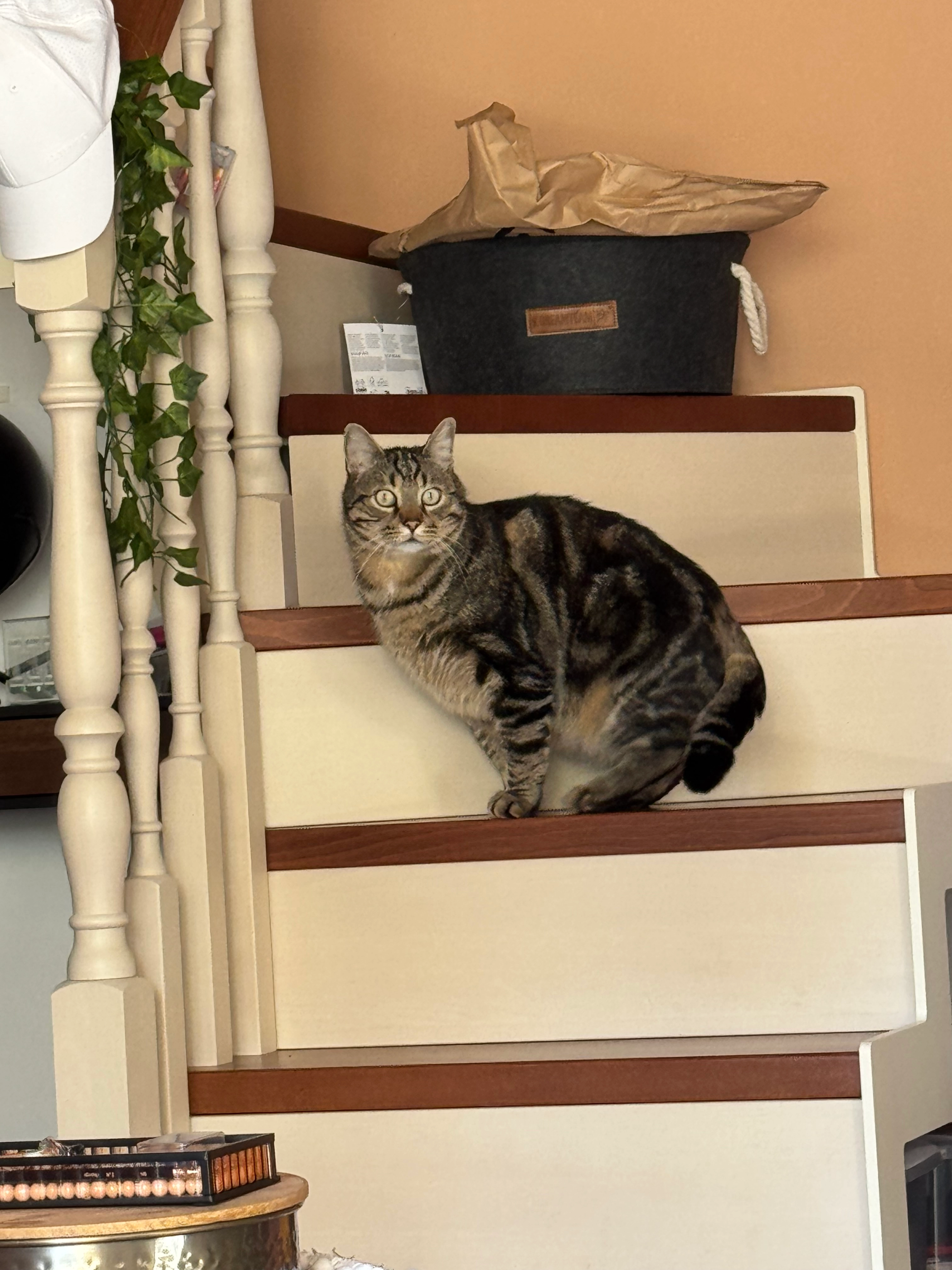 Nestor  - Rue du 14 Juillet, Salon-de-Provence