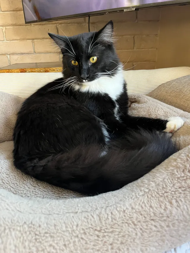 Oliver - Pocahantas St, Apple Valley