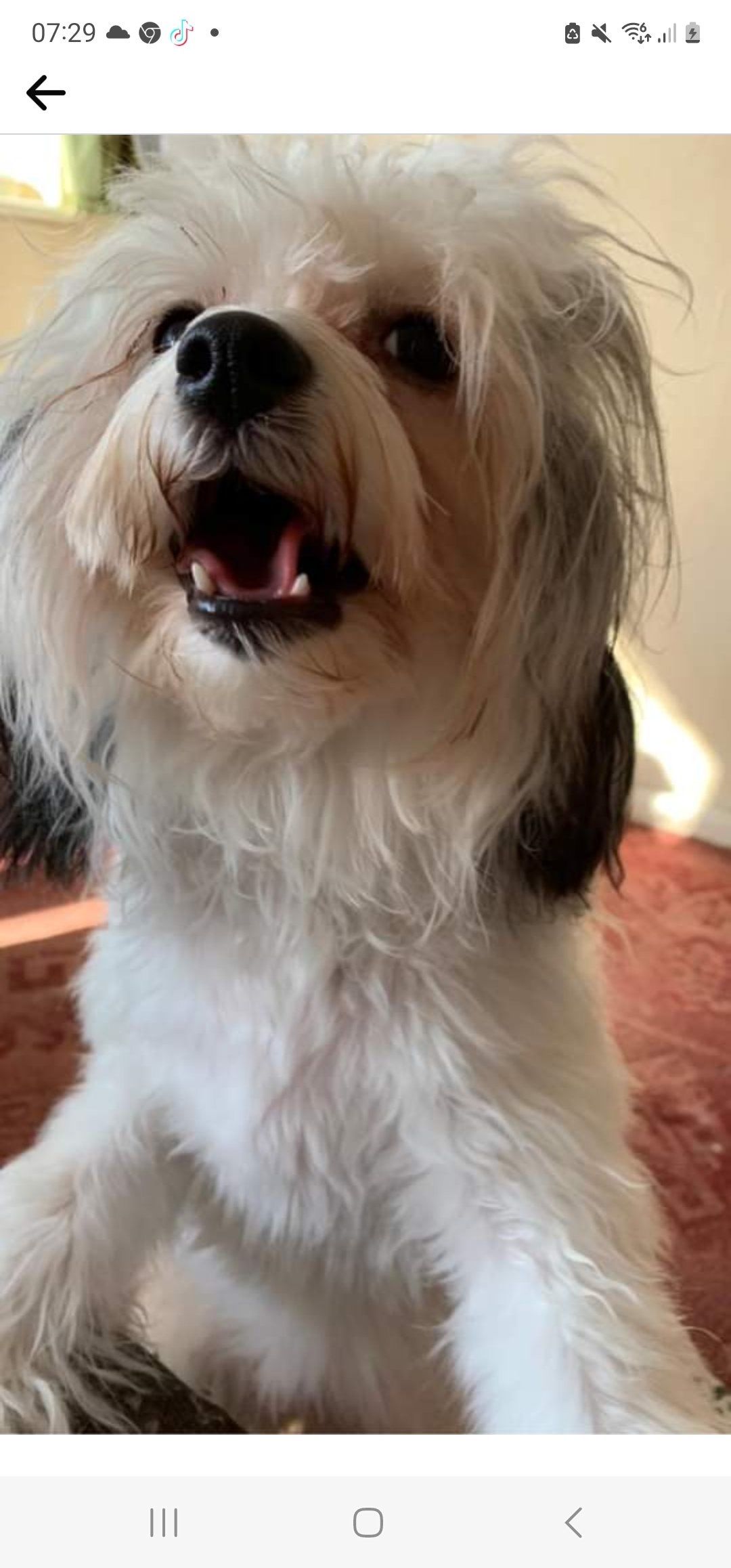  Baby daisy - Broadway, Barrow-in-Furness