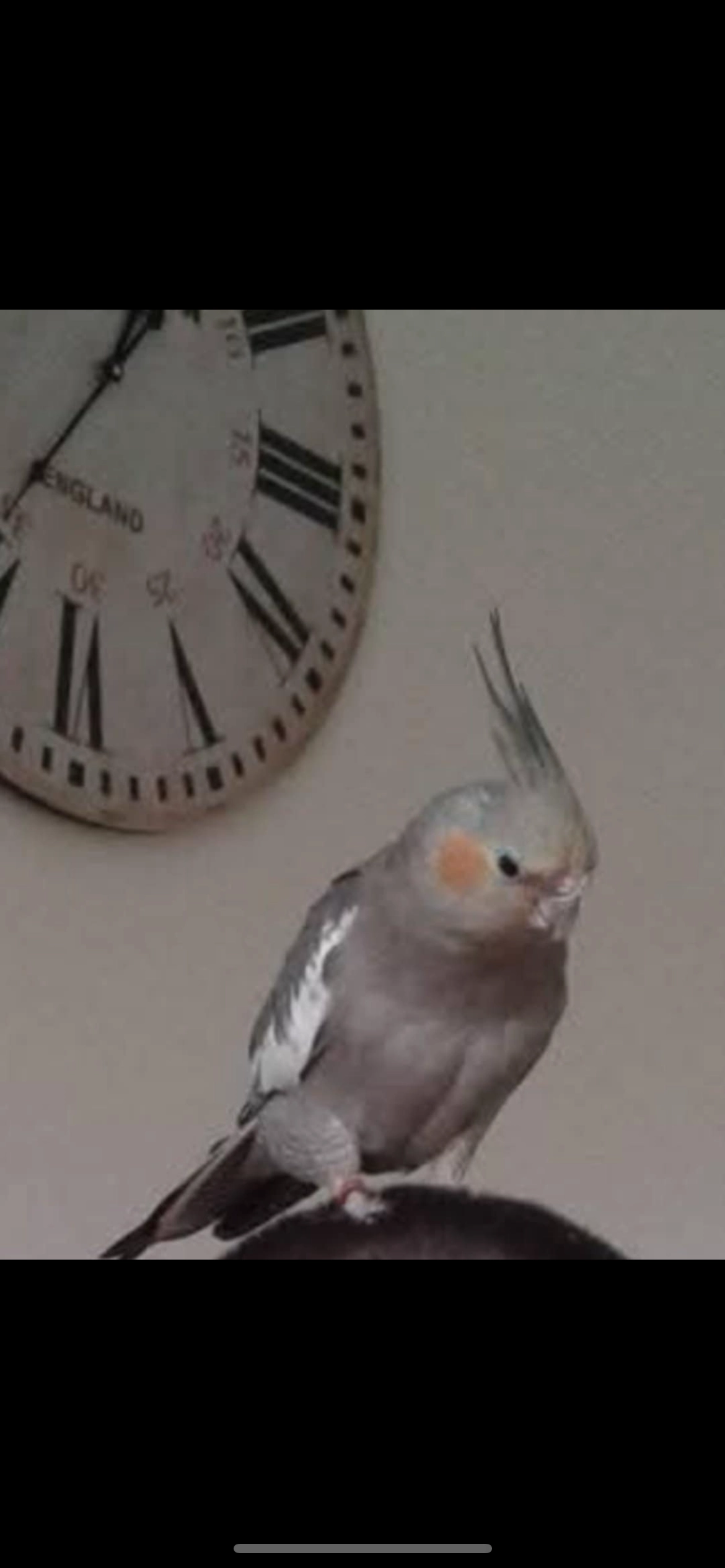 Rocco  - Drève des Chevreuils 10, Marche-en-Famenne