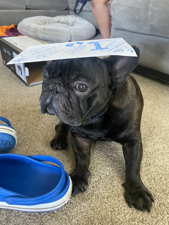 Toothless - 16321 Helo Dr, San Leandro
