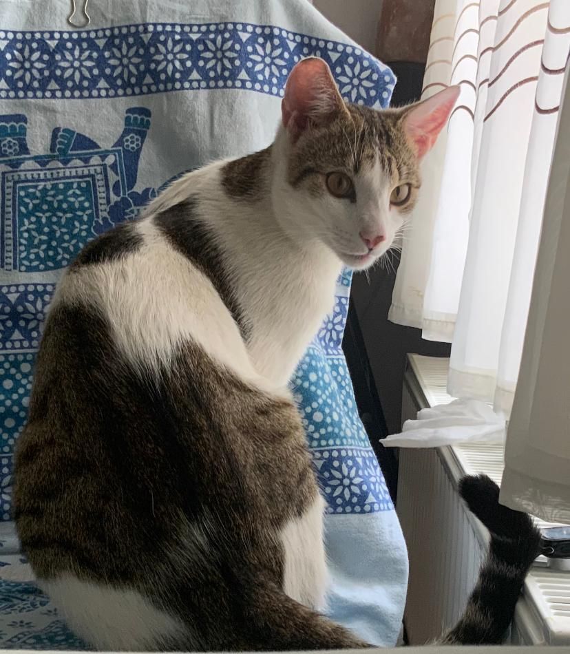 Ziggy - CT11 7, Ramsgate