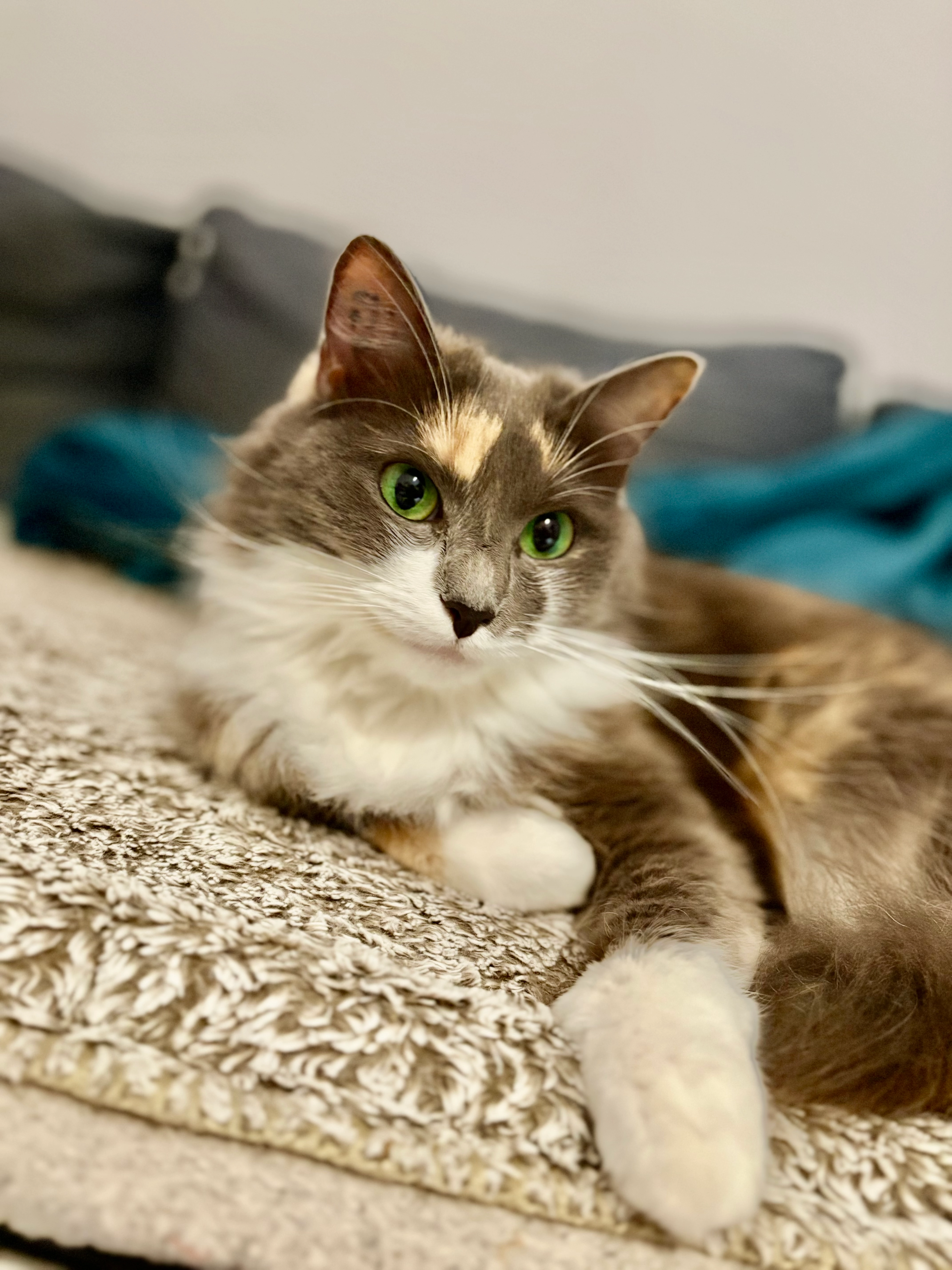 Chucky - Boulevard Jean-Mathieu Grangent, Sète