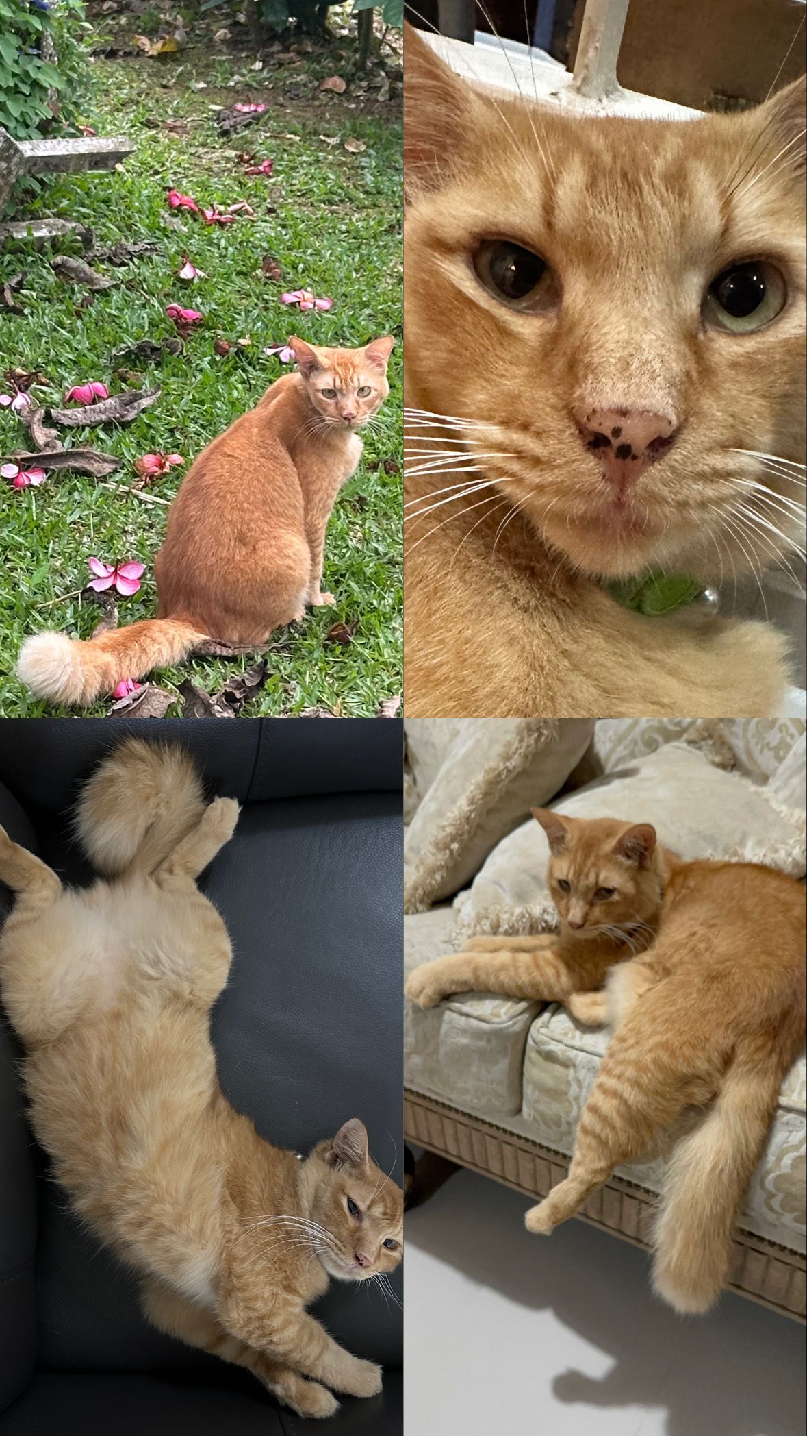 Leo - 62250, Putrajaya