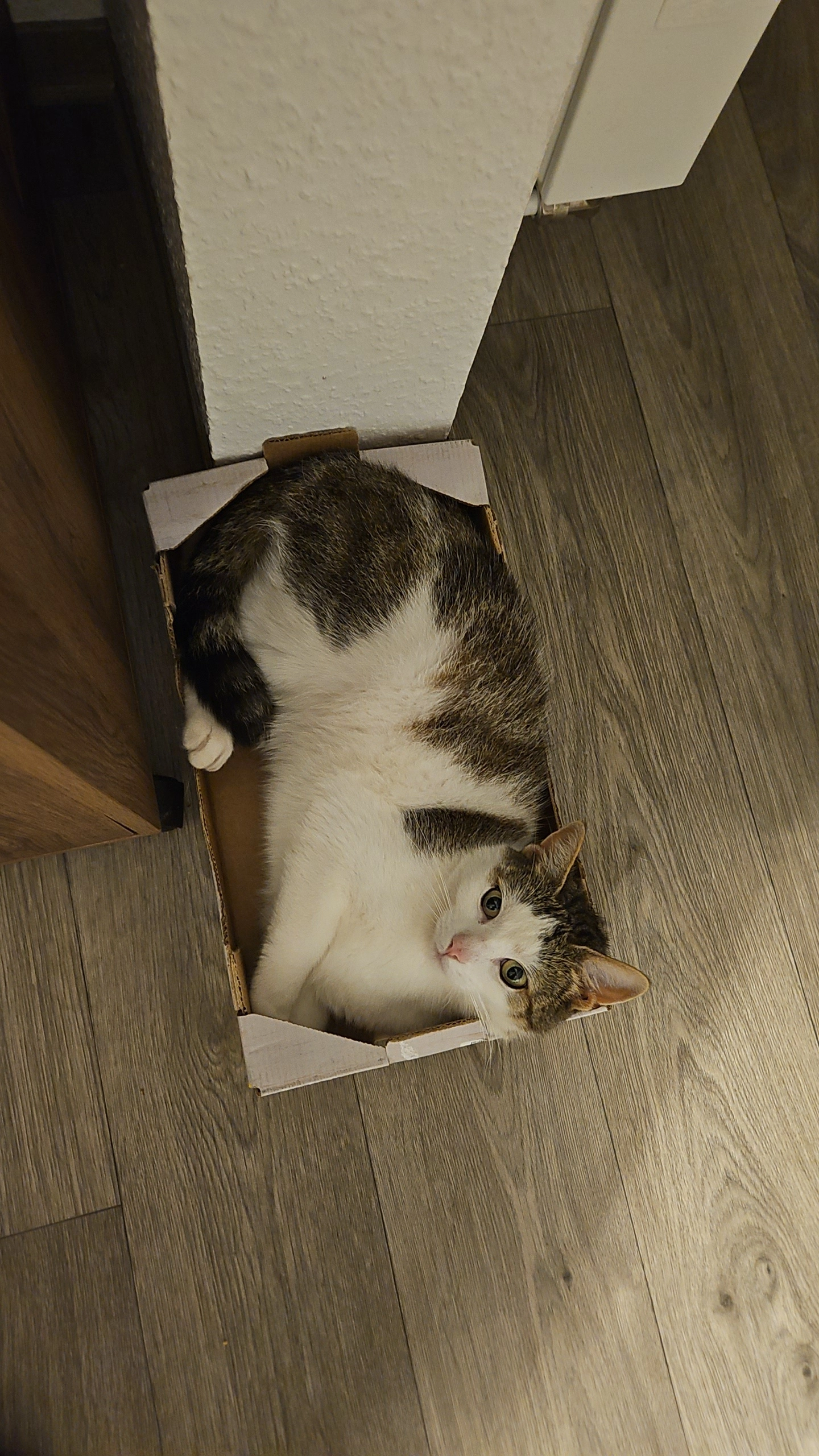 Joschi - Theodor-Arnold-Promenade, Zeitz