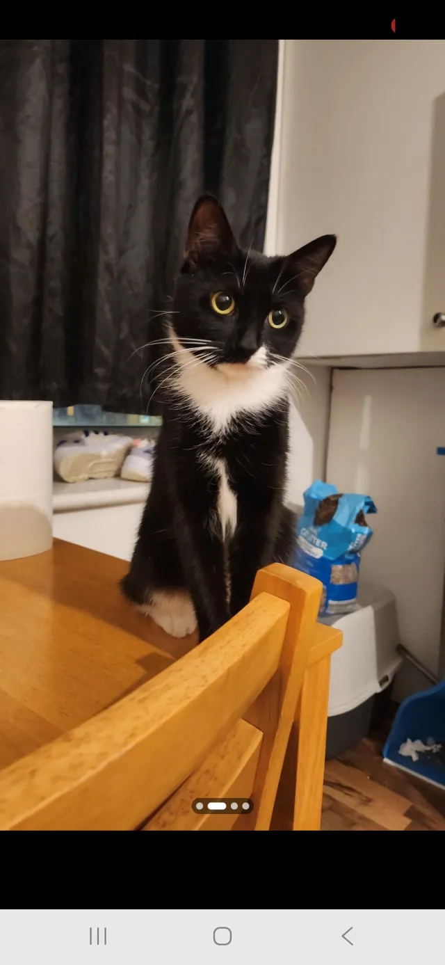 Minnie - Cricklewood Broadway, London