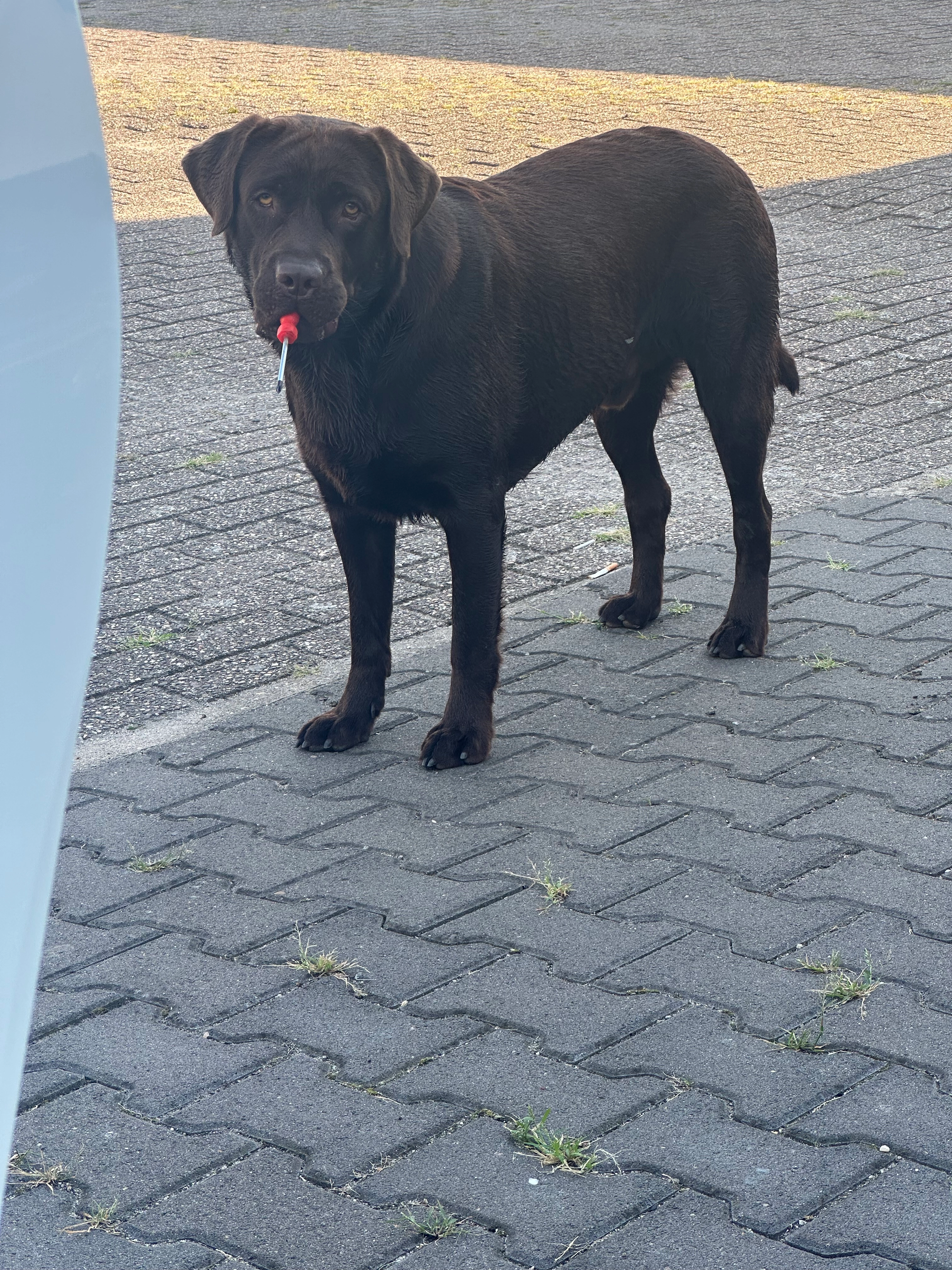 Brownie - Expediteursweg, Limburg