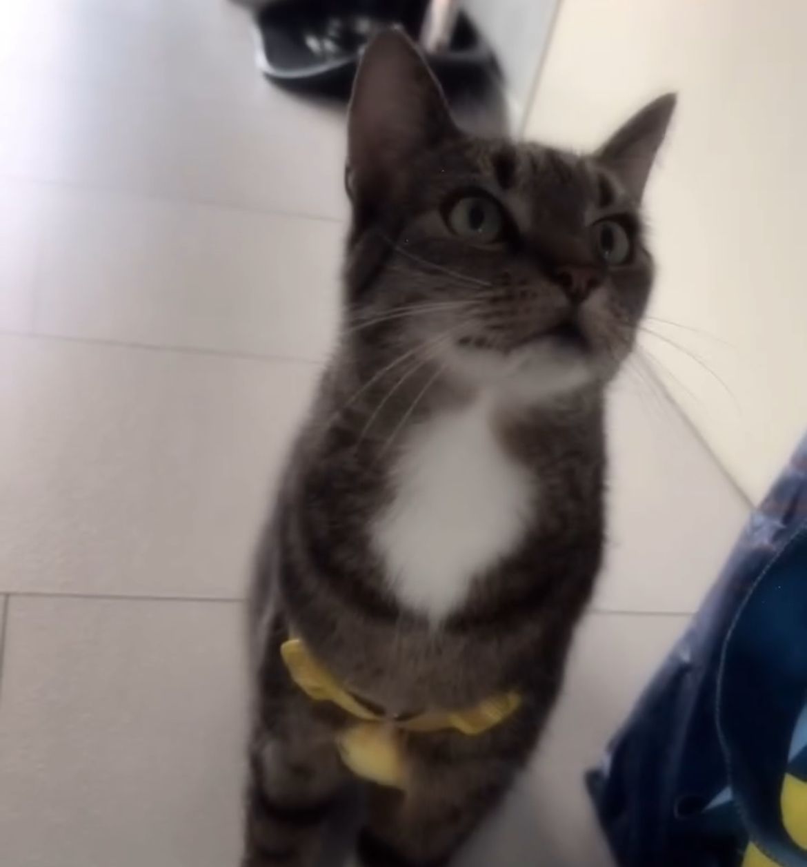 Tete - Kattowitzer Straße, Bremerhaven