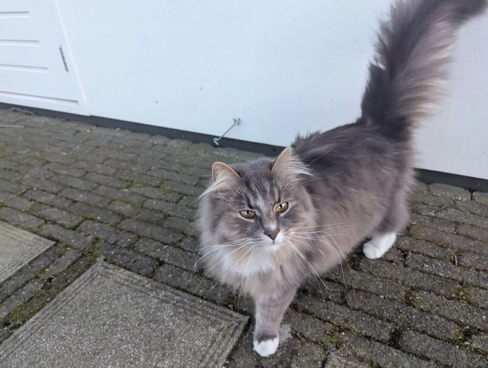 Billie - Prieswijk, Elim