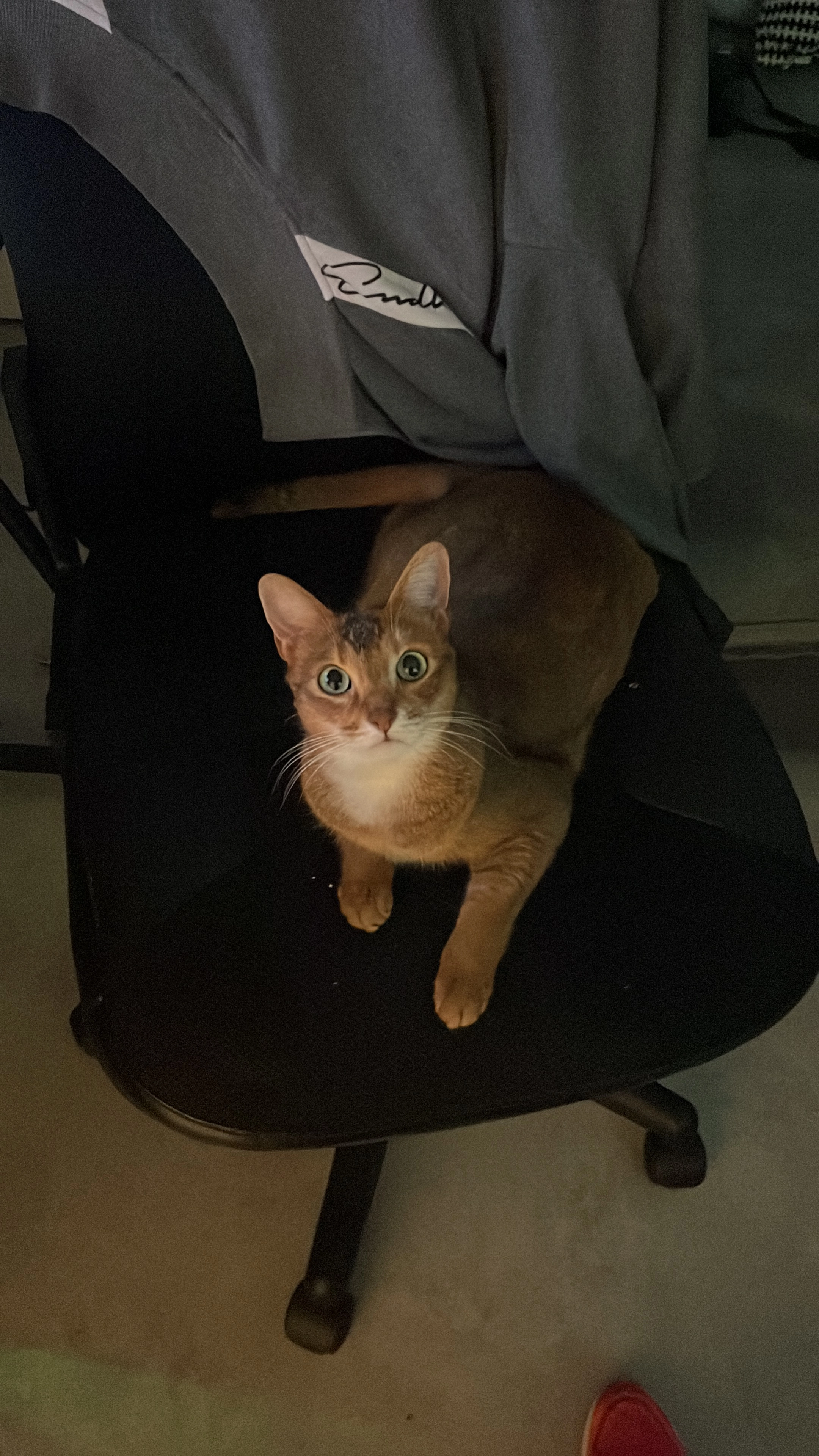 Akira - Tannenweg, Rheinstetten