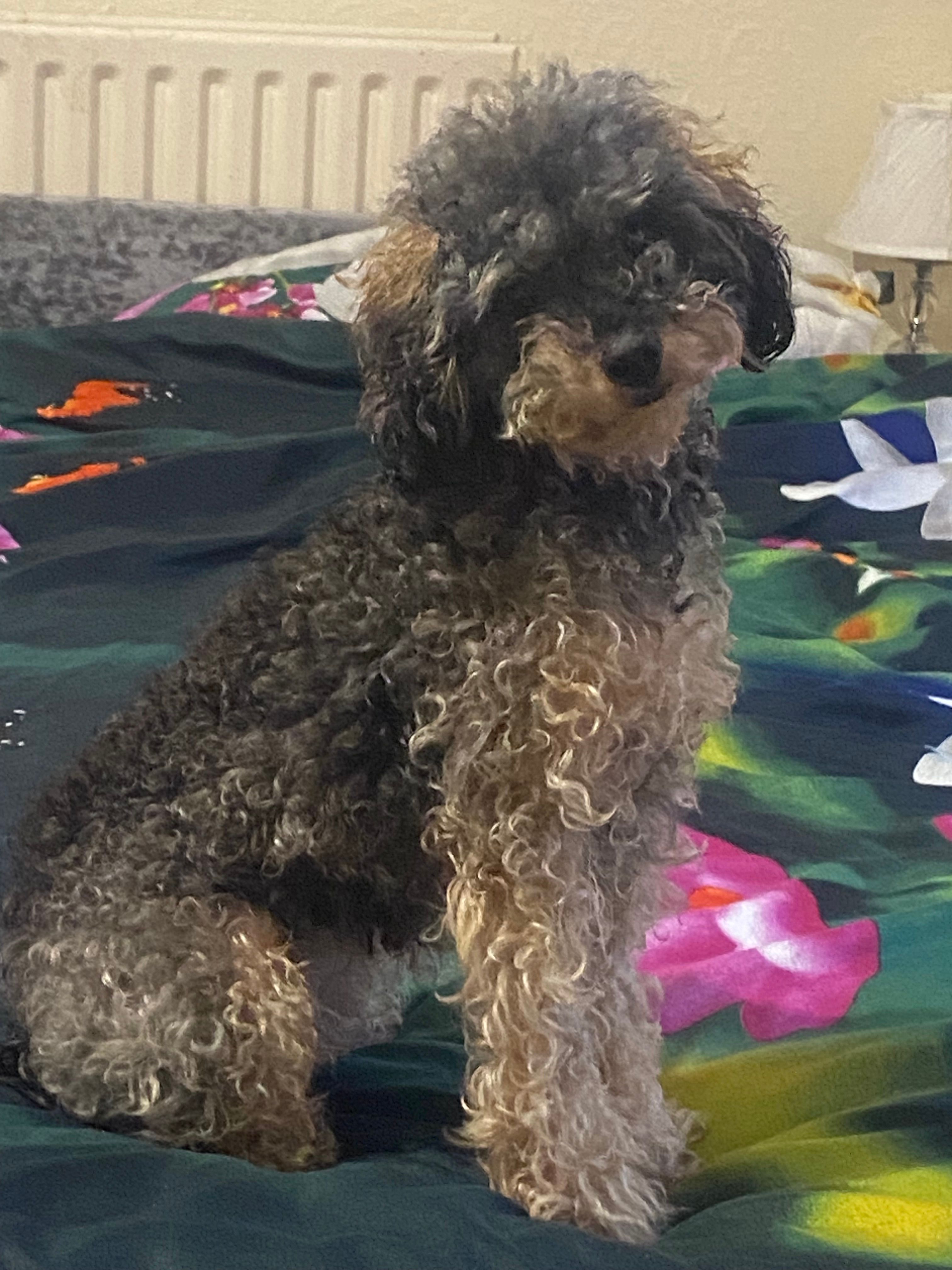 Leyla - Bayswater Mount, Leeds