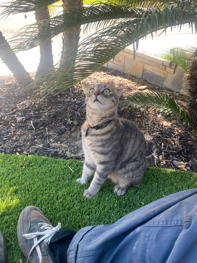 Goob - Calle Becerra, Laguna Niguel