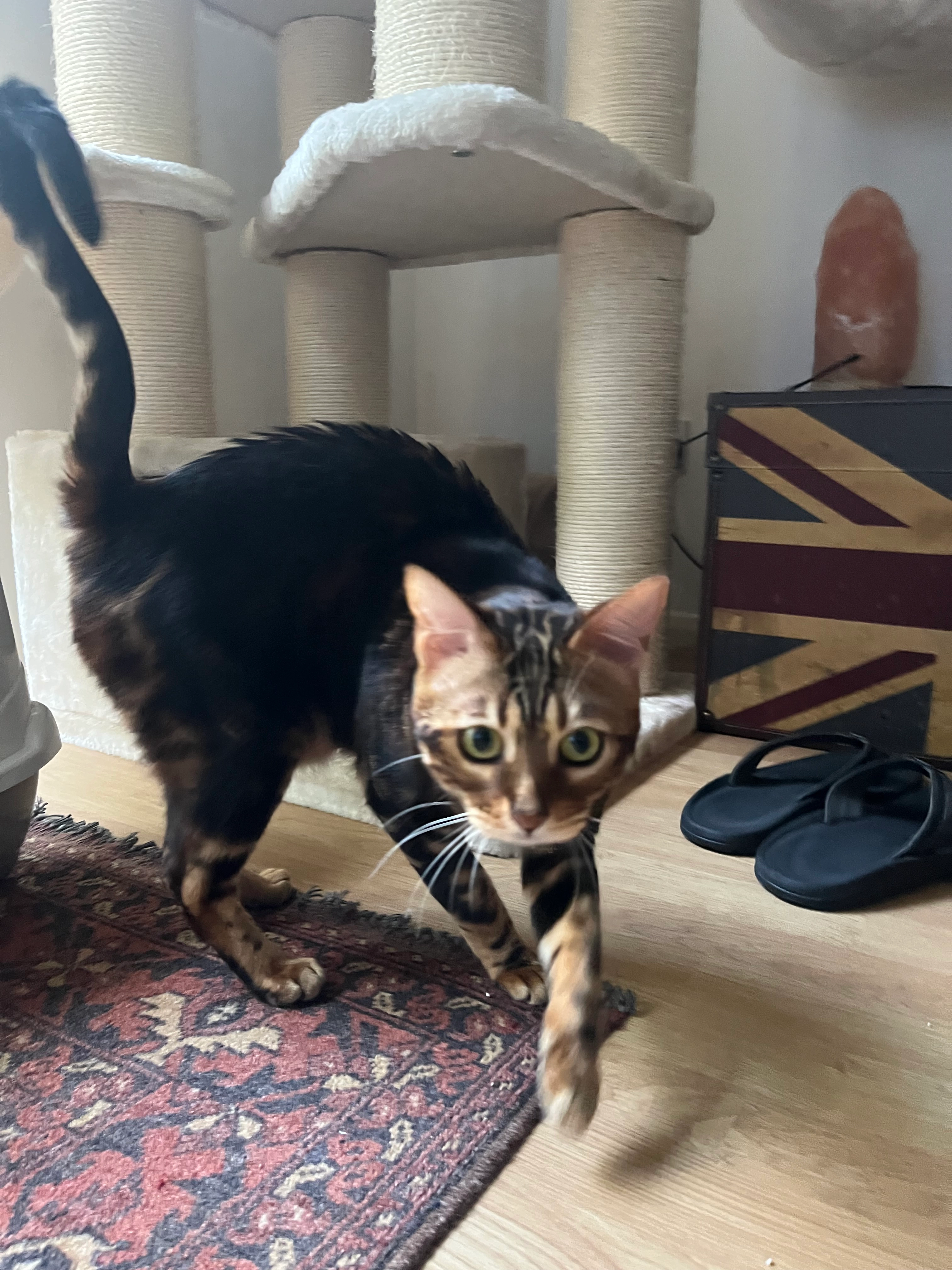 India - Epsom Close, Eastleigh