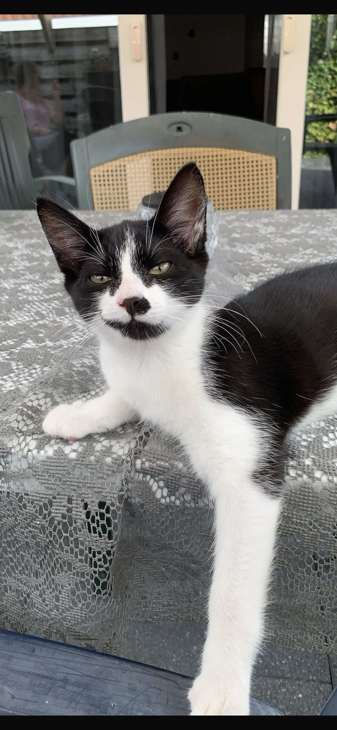 Mini - Harmen Sytstrastraat 9 , Sneek