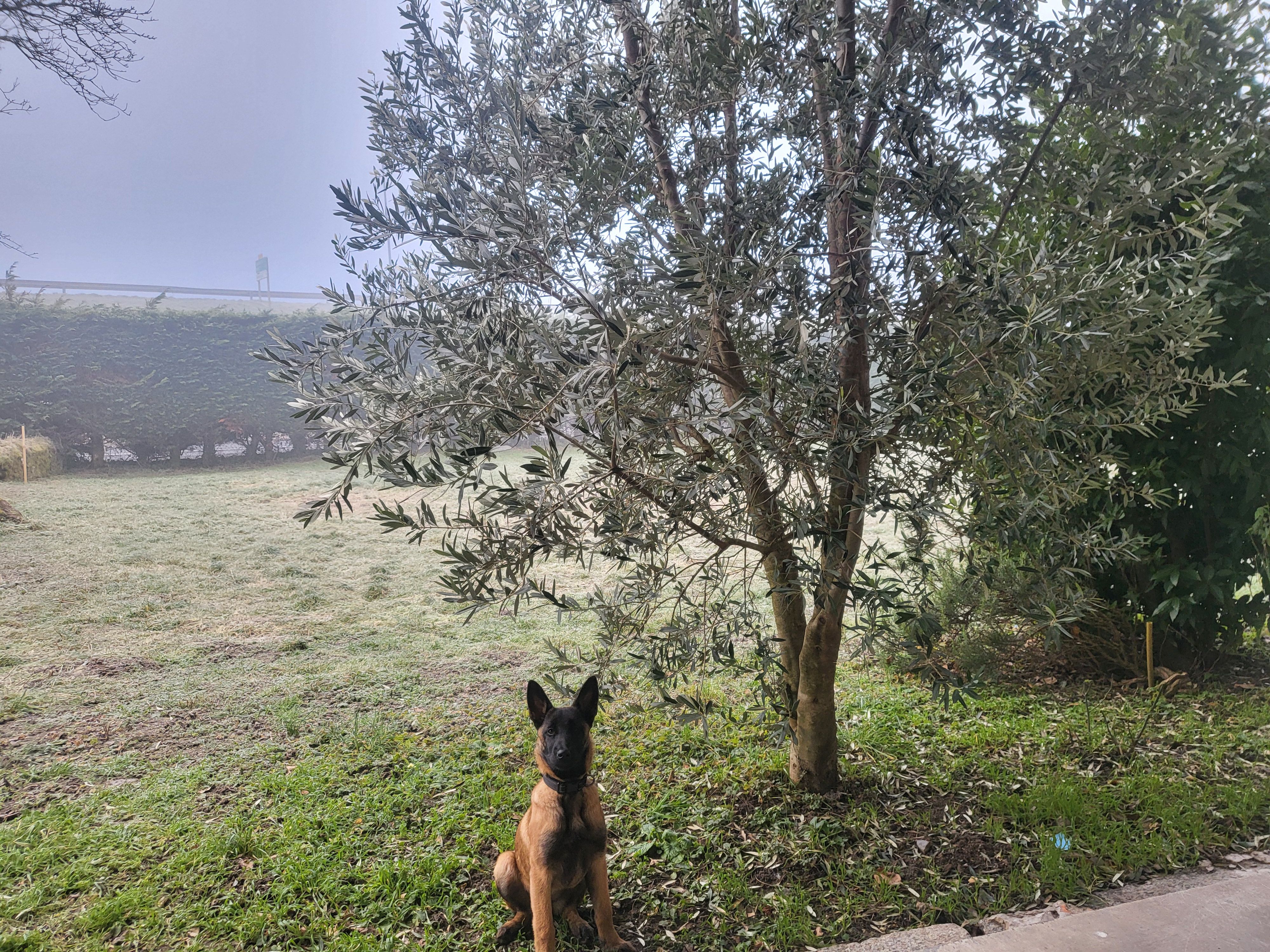 Kyra - Rue Du Pierrier, Scionzier