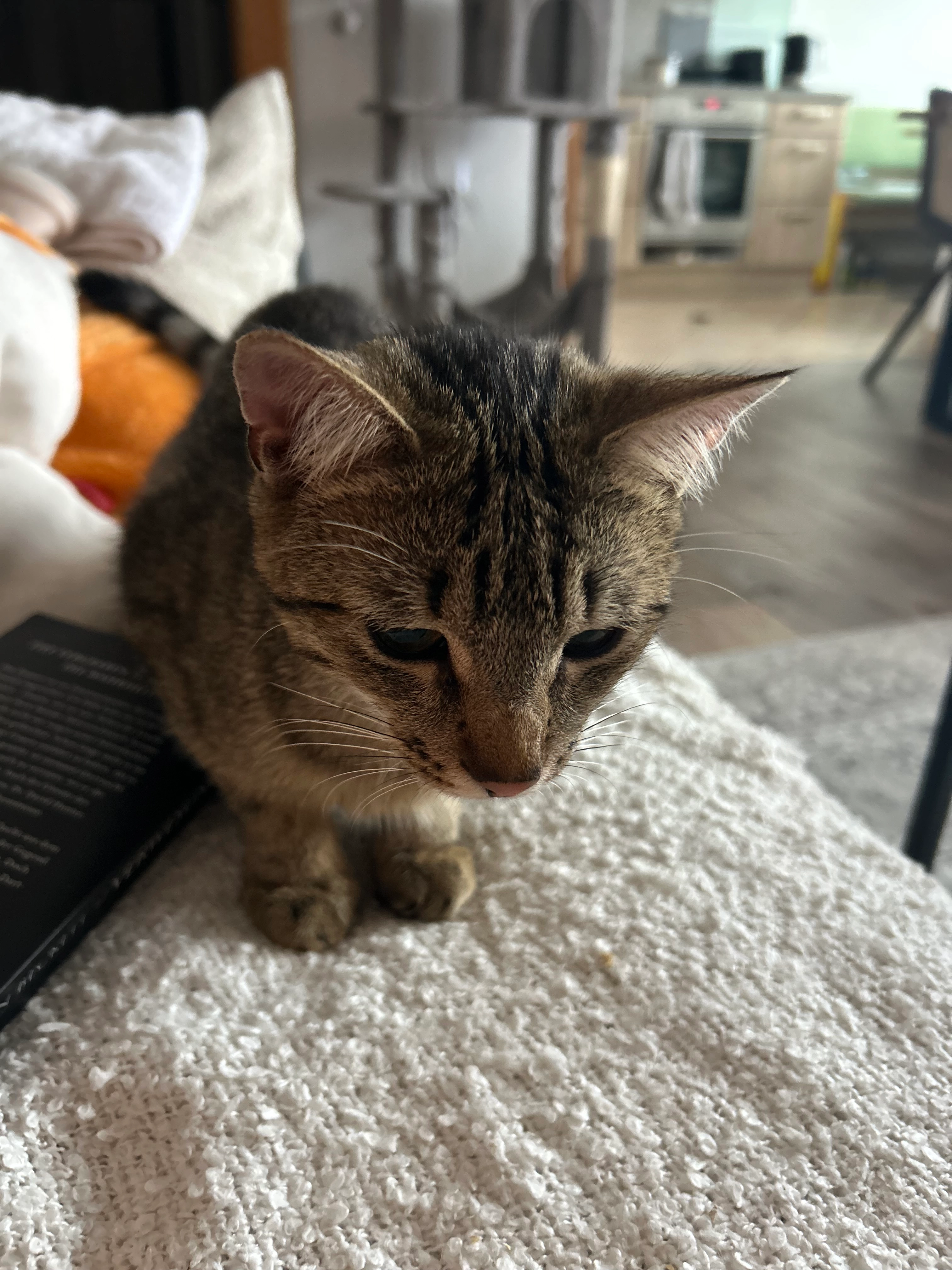 Merlin - Col-Di-Lana-Straße 4, Innsbruck